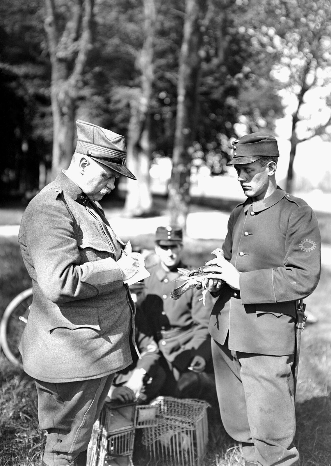 Ilustracja przedstawiająca 3 żołnierzy z czasów I wojny światowej. Jeden z nich trzyma gołębia pocztowego. Drugi zapisuje na kartce ważną informację, którą gołąb będzie musiał dostarczyć. W tle znajduje się trzeci żołnierz, który siedzi i przygląda się całej sytuacji. Za nim widoczny jest las.