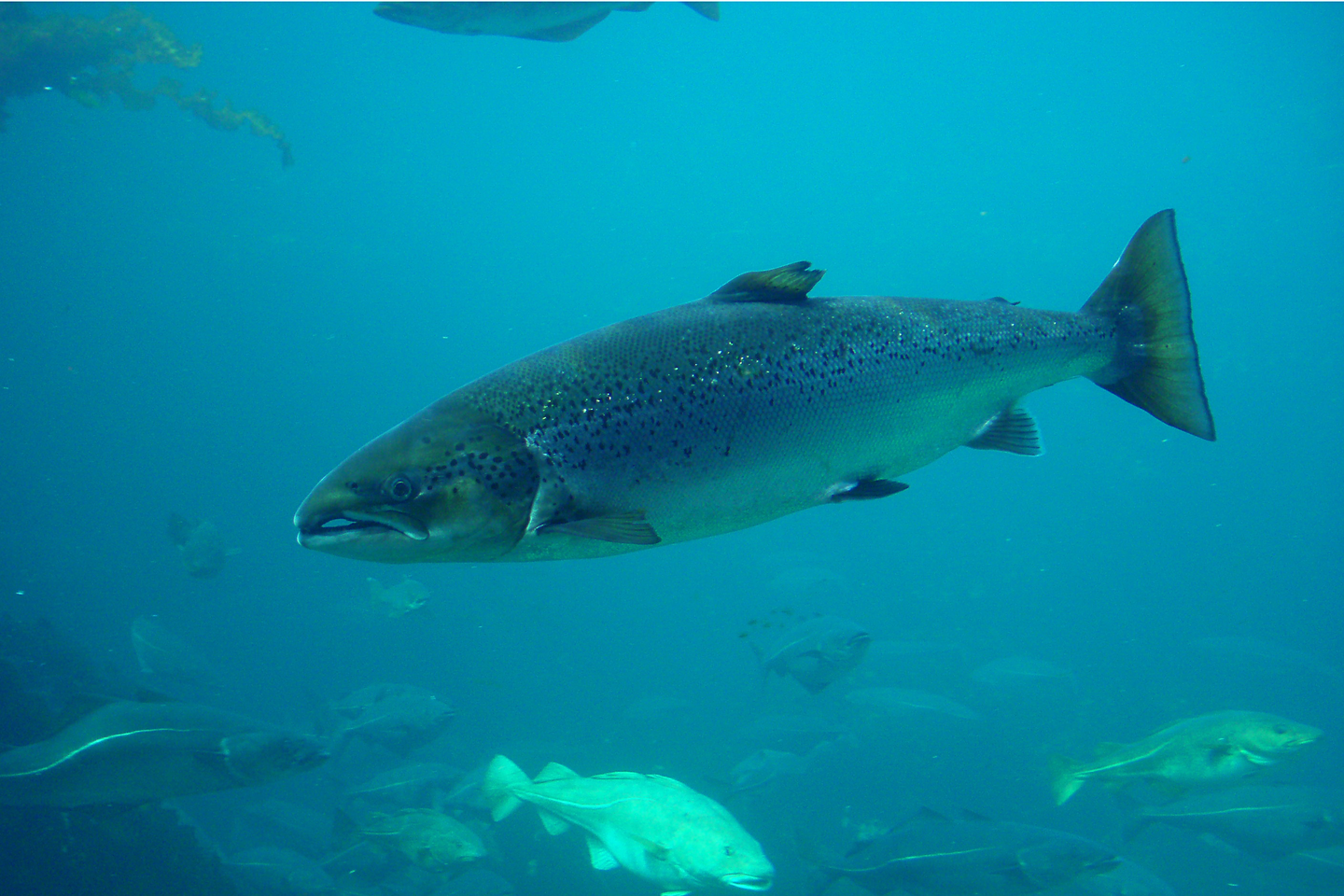 Fotografia przedstawia rybę o owalnym, podłużnym i krępym ciele, płynącą w lewą stronę. Jest to łosoś. Łosoś jest pokryty drobnymi łuskami. Ryba ma dwie płetwy brzuszne, jedną krótką płetwę grzbietową i płetwę skrzelową. Płetwa ogonowa jest sztywna i ma kształt trójkąta. Głowa jest owalna i podłużna, otwór gębowy nie do końca zamknięty, oczy małe i okrągłe. W tle widoczne ryby innych gatunków skierowane w różne strony.