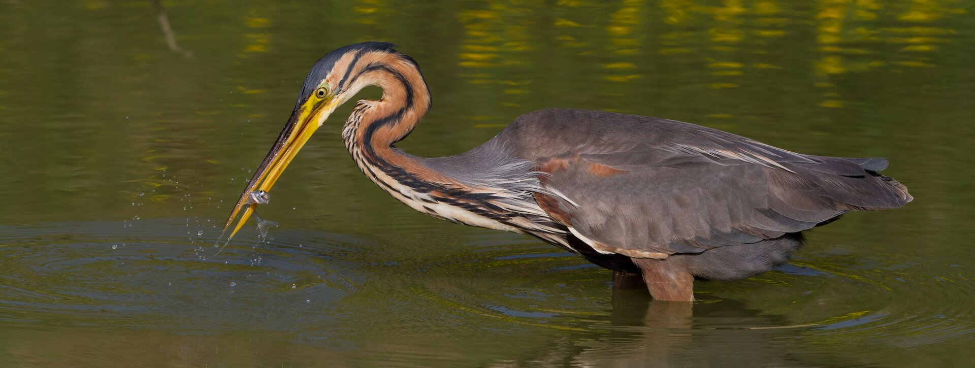 Panoramiczna fotografia barwna przedstawiająca ukazaną z boku, skierowaną głową w lewą stronę czaplę trzymającą niedużą rybę w ciemnożółtym dziobie. U jego nasady widać dość duże okrągłe oko. Głowa czapli jest ciemnoszara. Szyję ptaka pokrywają ułożone wzdłuż niej pasy jasnobrązowych, białych i ciemnoszarych piór. Tułów i złożone na nim skrzydła są szarobrązowe. Woda, w której stoi ptak jest na tyle głęboka, że jego brązowe nogi zanurzone są niemal całkowicie. 