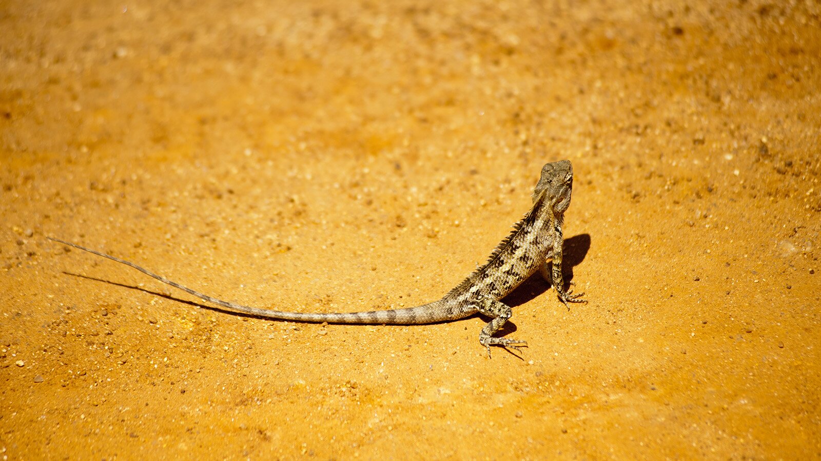 Zdjęcie przedstawia jaszczurkę opierająca się na przednich łapkach, stojącą na piasku pustyni. 