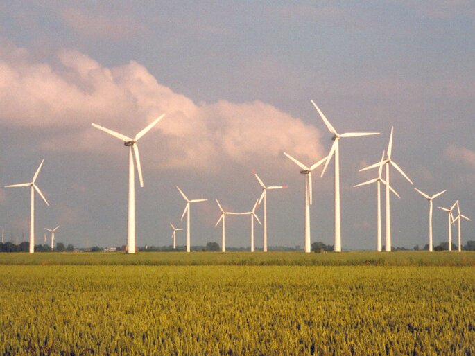 Fotografia farmy wiatrowej. Pośród pól uprawnych porośniętych żółtą roślinnością stoi kilkanaście białych wiatraków. Teren równinny. Znajdują się na wysokich pionowych słupach, każdy z nich posiada trzy długie śmigła.