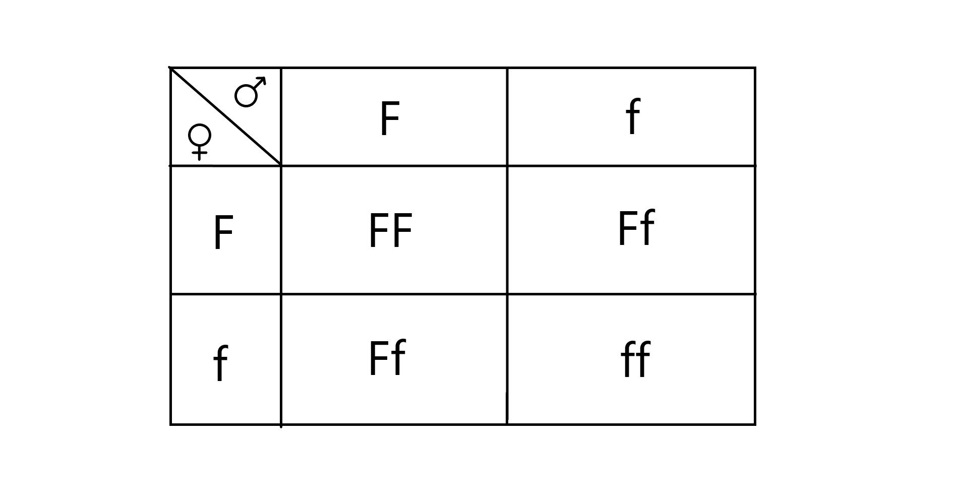 Grafika przedstawia krzyżówkę genetyczną. Obydwoje rodzice mają gamety duże F i małe f. Możliwe genotypy potomstwa to 25% duże F duże F, 50% duże F małe f i 25% małe f małe f.