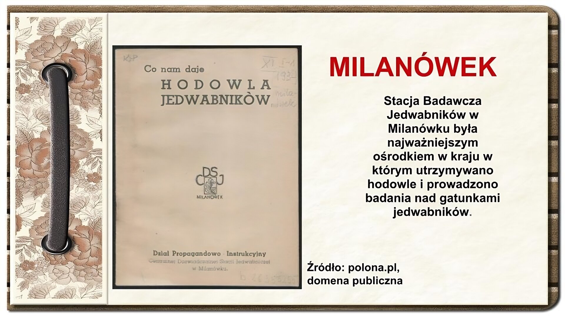 Slajd zatytułowany „Milanówek”. Tekst na slajdzie: Stacja Badawcza Jedwabników w Milanówku była najważniejszym ośrodkiem w kraju w którym utrzymywano hodowle i prowadzono badania nad gatunkami jedwabników. Po lewej stronie zdjęcie przedstawia stronę tytułową książki Co nam daje hodowla jedwabników z logotypem Centralnej Stacji Badawczej Jedwabników w Milanówku – literami C, D, S, J ułożonymi w formie rozety nad kwadratem z liściem dębu i gąsienicą, pod kwadratem umieszczono napis „Milanówek” , w stopce zamieszczono podpis: Dział Propagandowo – Instrukcyjny Centralnej Stacji Badawczej Jedwabników w Milanówku. Bliżej lewej krawędzi ornament zdobiący slajd w formie motywów roślinnych, na których nałożono stylizowaną, metalową obwódkę spinającą stronę.