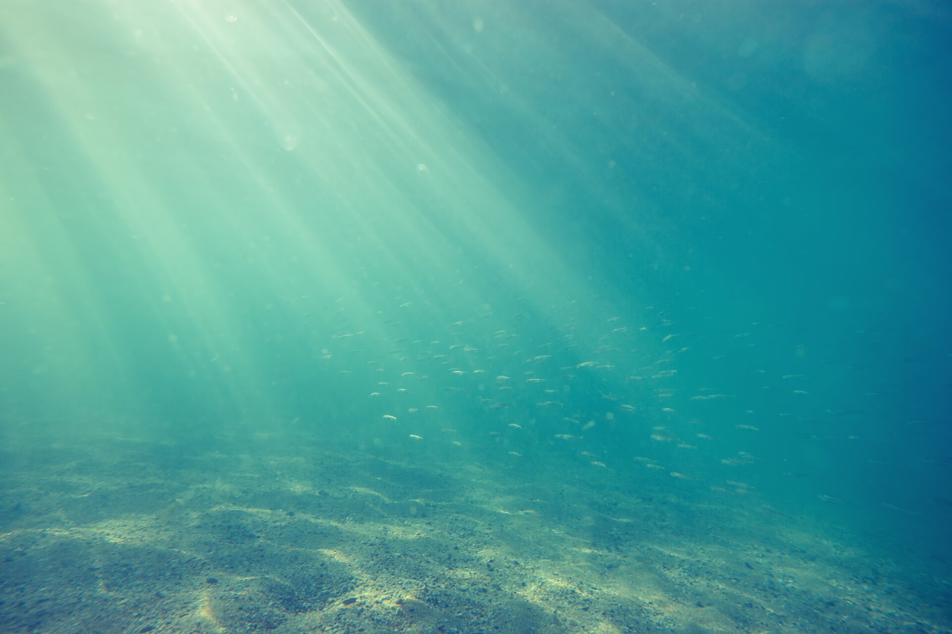 Iluistracja przedstawia zdjecie dna oceanu.