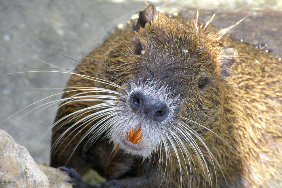 Fotografia przedstawia brunatną nutrię wynurzającą łeb z wody. Na pysku zwierzęcia znajduje się wiele licznych wąsów czuciowych. Z pyska nutrii wystają charakterystyczne dwa pomarańczowe górne zęby siekacze. Nutria to gryzoń roślinożerny, zjada twarde rośliny wodne, czasem małże. 