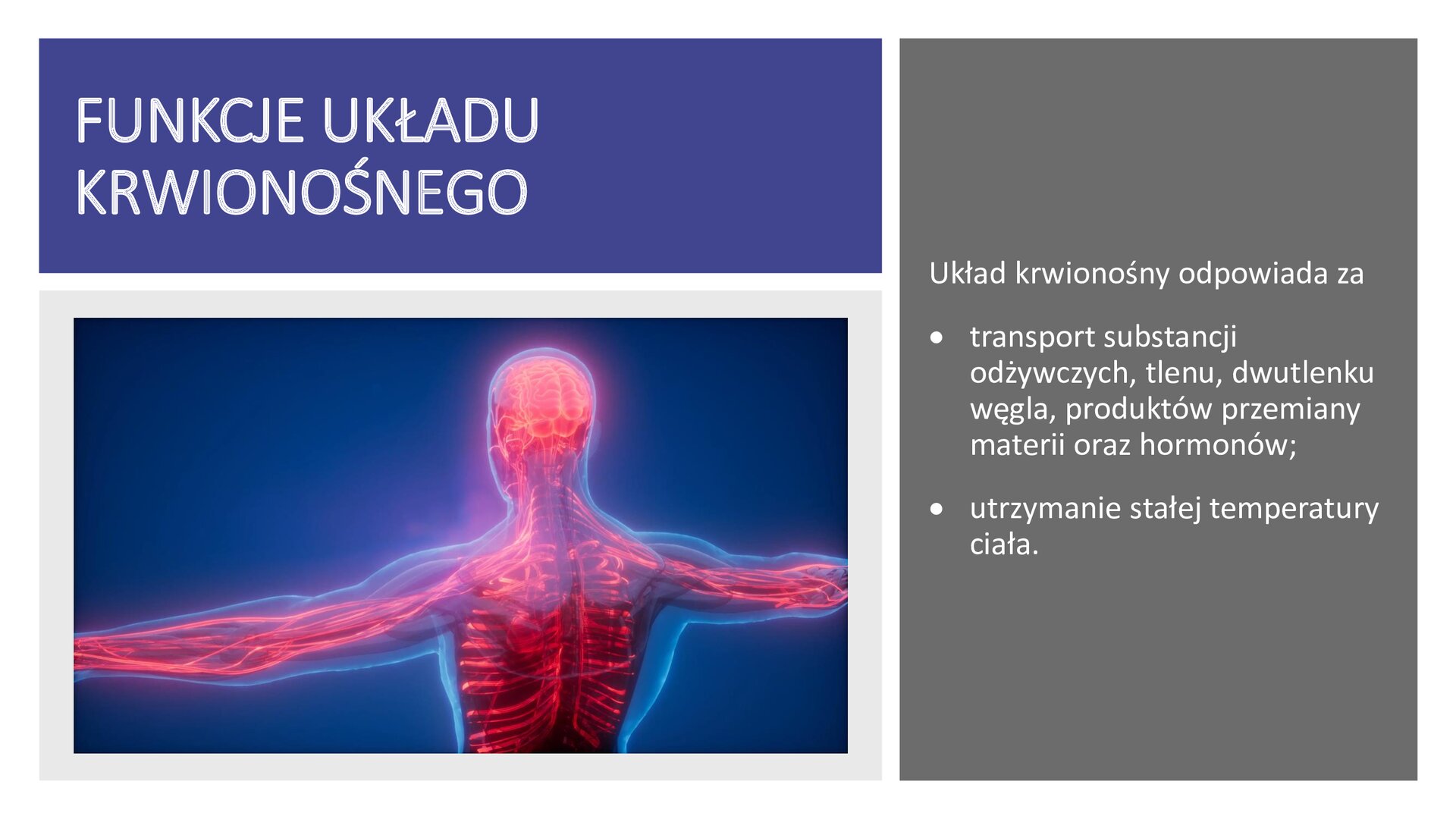 Biały slajd. W lewym górnym rogu niebieski prostokąt, a na nim biały nagłówek: „Funkcje układu krwionośnego”. Poniżej niebieska ilustracja, na której znajduje się czerwona sylwetka człowieka z zaznaczonymi żyłami. Z prawej strony slajdu szary prostokąt, a na nim biały tekst: „Układ krwionośny odpowiada za: transport substancji odżywczych, tlenu, dwutlenku węgla, produktów przemiany materii oraz hormonów; utrzymanie stałej temperatury ciała”.