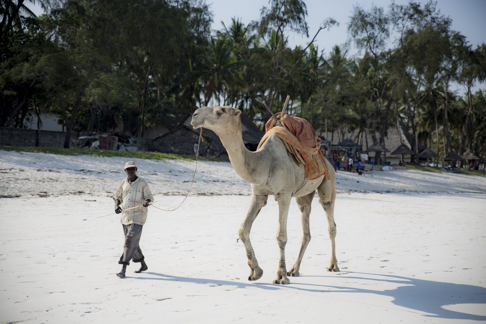 Fotografia wielbłąda prowadzonego plażą przez czarnoskórego mężczyznę. Biały piasek, na drugim planie palmy i zabudowania. Na garbie wielbłąda siodło przykryte materiałem. Wielbłąd ma wysokość kilku metrów. Mężczyzna ma bose stopy.