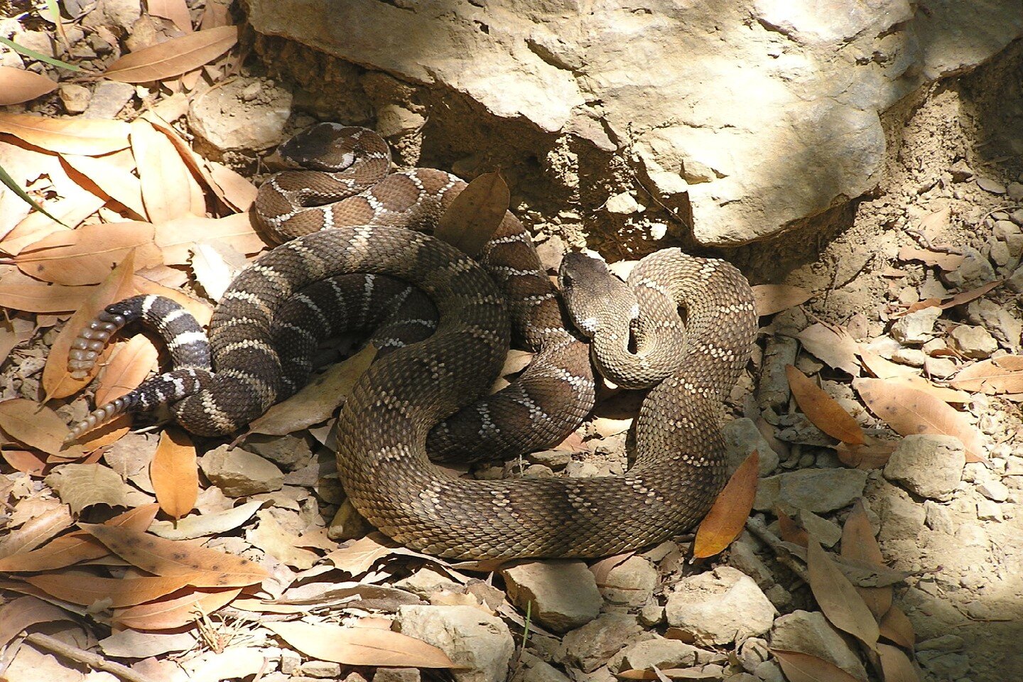 Fotografia grzechotnika. Wąż leży na piasku. Końcówka ogona składa się z kilku pierścieni. Na ciele widoczny wzór z brązowych i szarych rombów. Romby oddzielone są od siebie białymi cienkimi fragmentami łusek. Grzechotnik wygrzewa się na kamieniach w półcieniu.