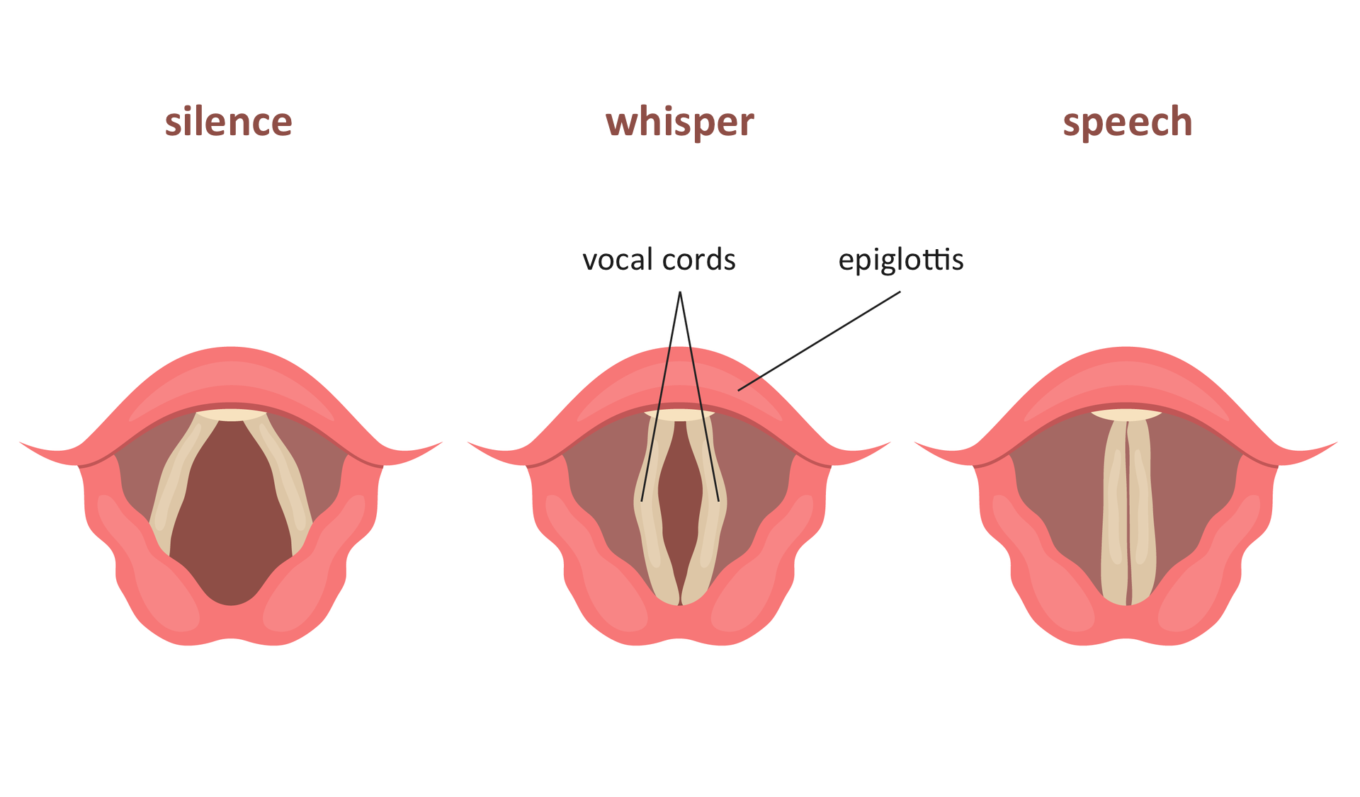 Ilustracja przedstawia 3 rysunki różowej krtani, widzianej z góry. Szare, pionowe paski obrazują fałdy (struny) głosowe podpisane: vocal cords. Między nimi brązowa szpara o różnej szerokości to wejście do tchawicy. Pierwszy z lewej to sytuacja, kiedy szpara jest szeroko otwarta. Podpis: silence. W środku szpara nagłośni, epiglottis jest zwężona. Podpis: whisper. Z prawej szpara nagłośni jest zamknięta, podpis: speech.