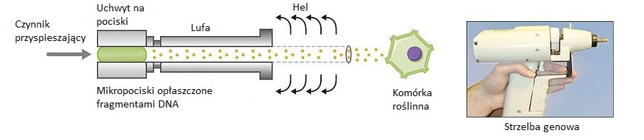 Grafika przedstawia, w jaki sposób działa strzelba genowa. Do wnętrza komórki roślinnej wstrzeliwane są mikropociski. Mikropociski w postaci drobnych złotych kulek pokrytych fragmentami DNA wydostają się z lufy pistoletu. Dzięki czynnikowi przyspieszającemu mikropociskom nadawana jest prędkość. Pod wpływem działania sprężonego helu przebijają ścianę komórkową ostrzeliwanej komórki roślinnej. Fragmenty DNA zostają wprowadzone do jądra komórkowego. Z prawej strony ilustracji znajduje się zdjęcie dłoni, która trzyma białą strzelbę genową. Palec dłoni znajduje się na spuście. 