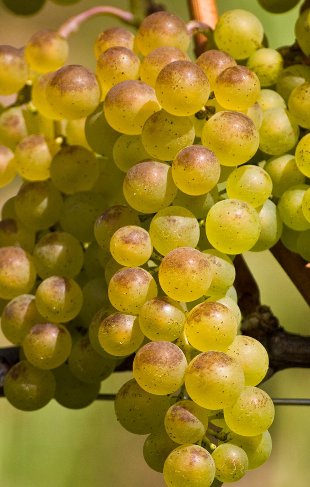 Zdjęcie przedstawia odmianę winorośli Bianca. Widoczne są dwie kiście winogron, złożone z kulistych jagód w kolorze zielono‑żółtym z jasnobrązowymi powierzchniami górnej części jagody.