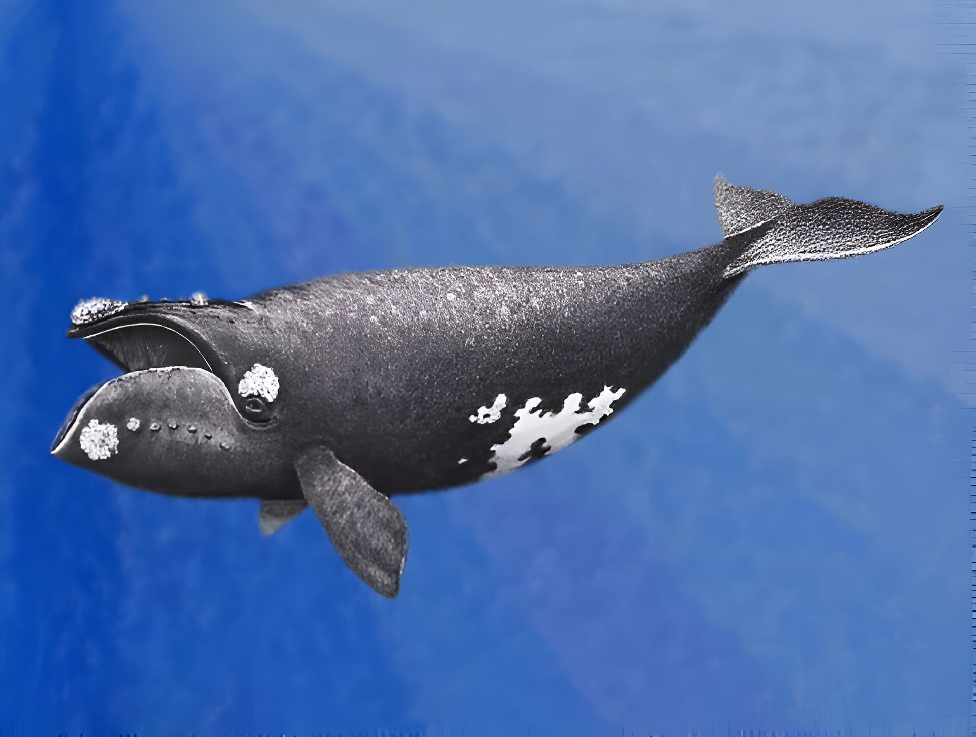 Grafika przedstawia walenia w wodzie. Jest to ogromne zwierzę o czarnym ciele w białe plamki na brzuchu oraz w okolicach pyska. Posiada ogon zakończony dużą płetwą oraz dwie mniejsze płetwy po bokach ciała. Jego oczy są umiejscowione po bokach głowy.