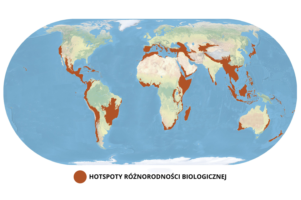 Mapa przedstawia rozmieszczenie hotspotów różnorodności biologicznej. Oznaczono obszary: wschodnie i południowe wybrzeża Ameryki Północnej, wschodnie i zachodnie wybrzeża Ameryki Południowej, południowe, zachodnie, północne i wschodnie wybrzeża Afryki, południowe wybrzeża Europy, środkową część Eurazji, wschodnie wybrzeże Indii, półwysep Indochiński, Indonezję, wschodnie i zachodnie wybrzeża Australii i Nową Zelandię. 