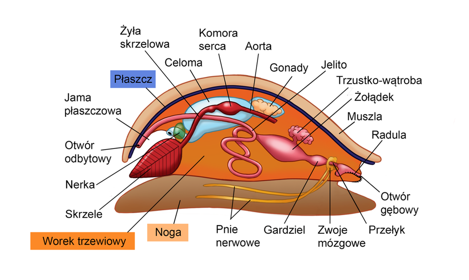 Grafika przedstawia budowę wewnętrzną ślimaka. Od góry ciało ślimaka pokrywa muszla, pod którą znajduje się płaszcz. Dół ślimaka stanowi noga. W worku trzewiowym znajduje się większość narządów wewnętrznych ślimaka. W jamie płaszczowej znajdują się narządy umożliwiające wymianę gazową i ujścia układów: pokarmowego, wydalniczego i rozrodczego. Celoma jest ograniczona do osierdzia. Układ pokarmowy ślimaka rozpoczyna się otworem gębowym prowadzącym do gardzieli. Przy otworze gębowym znajduje się radula z małymi ząbkami. Za gardzielą znajduje się żołądek, do którego uchodzą przewody trzustko‑wątroby. Za żołądkiem są jelita zakończone otworem odbytowym. Przełyk ślimaka otoczony jest zwojami mózgowymi, od których odchodzą dwa pnie nerwowe. Układ oddechowy ślimaka tworzą skrzela, od których odchodzi żyła skrzelowa biegnąca do komory serca. Od komory serca odchodzi aorta. Ślimak posiada nerki oraz gonady.