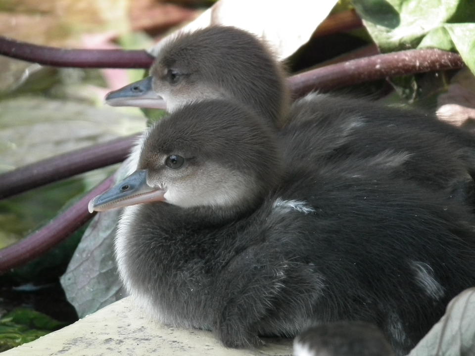 Fotografia przedstawia dwoje piskląt kapturnika. Mają one puszyste, ciemne upierzenie, z jasną plamą w okolicach dzioba i oka. Siedzą ze złożonymi skrzydełkami.