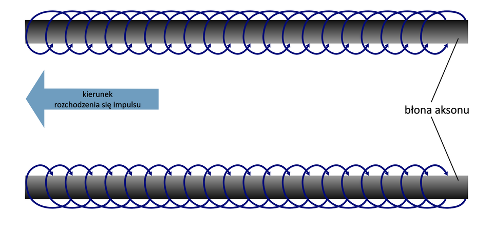 Grafika przedstawia fale depolaryzacji. Rozchodzi się ona wzdłuż błony aksonu w sposób falowy, w kierunku przeciwnym do kierunku rozchodzenia się impulsu. Na górze i na dole ilustracji znajdują się dwie grube, szare linie - błony aksonu owinięte granatową, spiralną linią.  