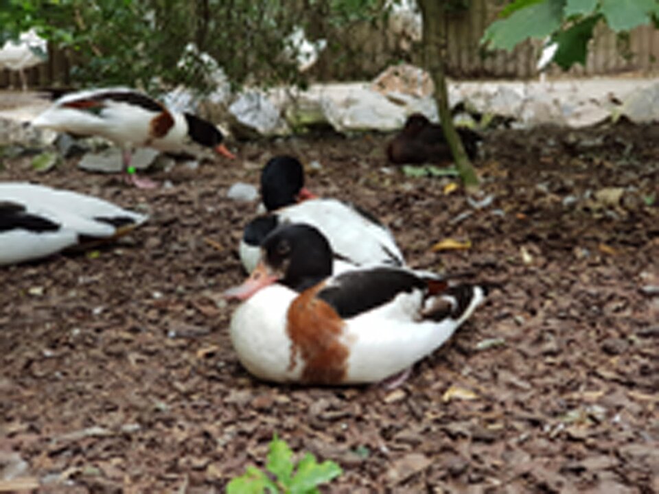 Fotografia przedstawiająca kaczki siedzące na ziemi wysłanej z kory.  Obraz jest niewyraźny i rozmyty.