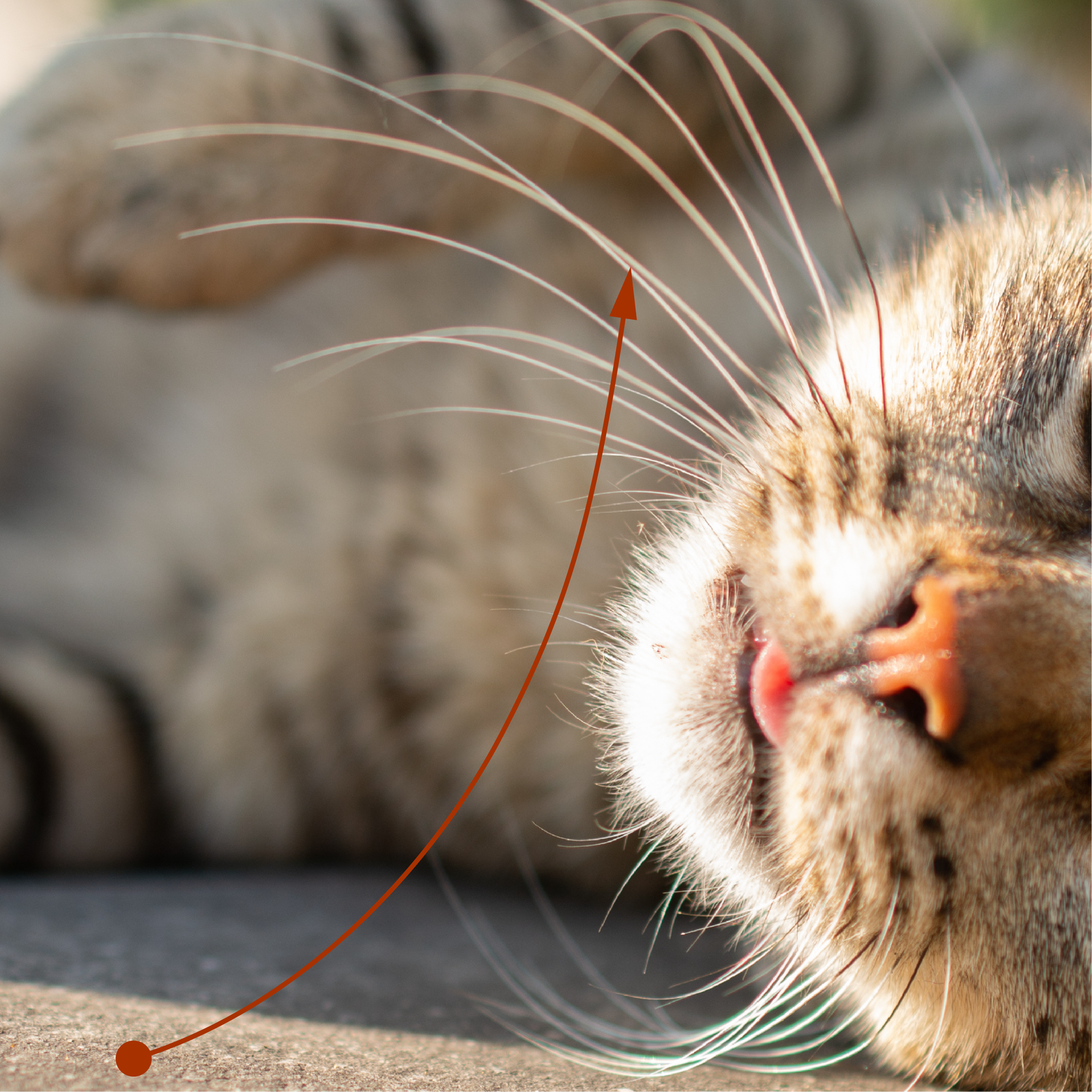Zdjęcie ukazuje duży zbliżenie na pyszczek kota. Strzałka wskazuje jeden z jego wąsów.