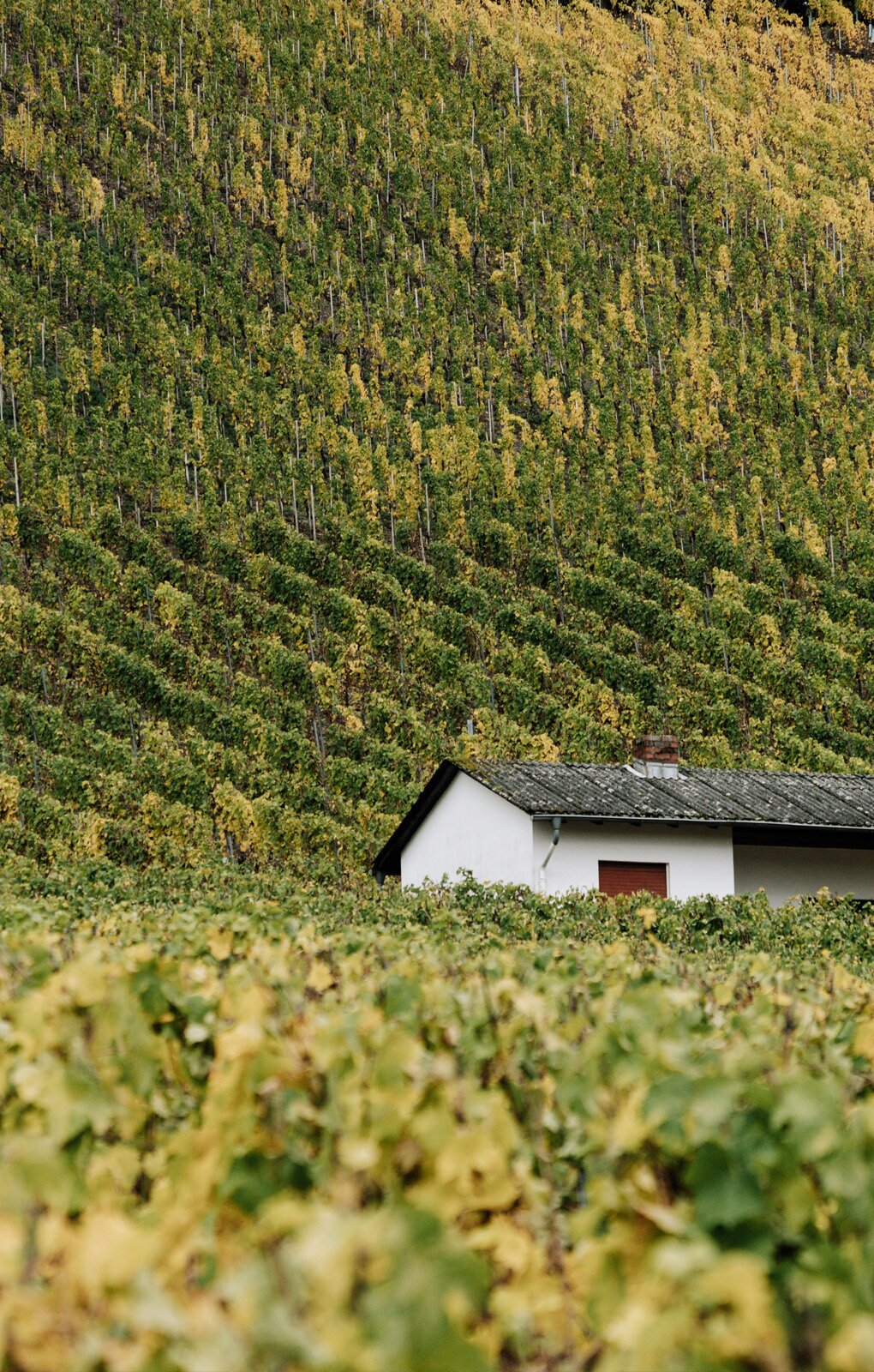 Zdjęcie przedstawia widok stoku porośniętego winną latoroślą. Widoczne są rzędy winorośli, po środku po prawej stronie widoczny jest biały budynek z dwuspadowym dachem.