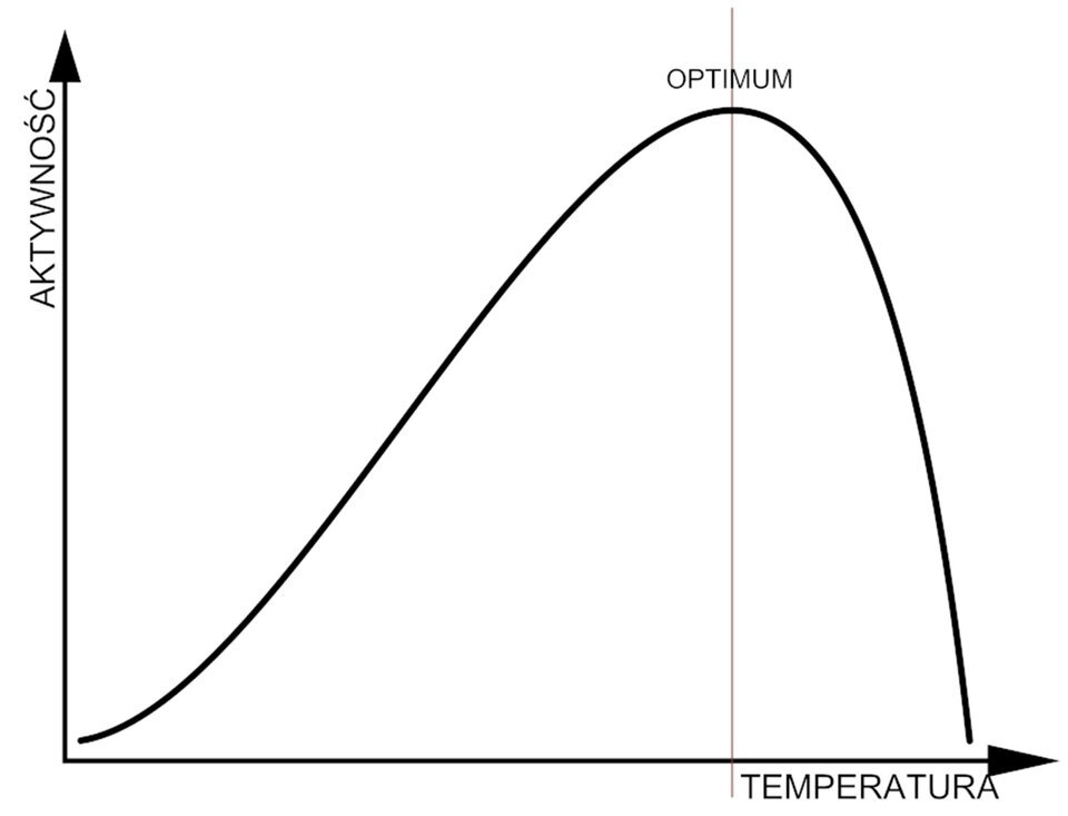 Na wykresie przedstawiono zależność aktywności enzymów od temperatury. Widoczna jest krzywa w układzie współrzędnych. Na osi X oznaczono temperaturę, na osi Y oznaczono aktywność. Wraz ze wzrostem temperatury do punktu optimum rośnie aktywność. Po przekroczeniu punktu optimum, wraz z dalszym wzrostem temperatury następuje spadek aktywności enzymów.