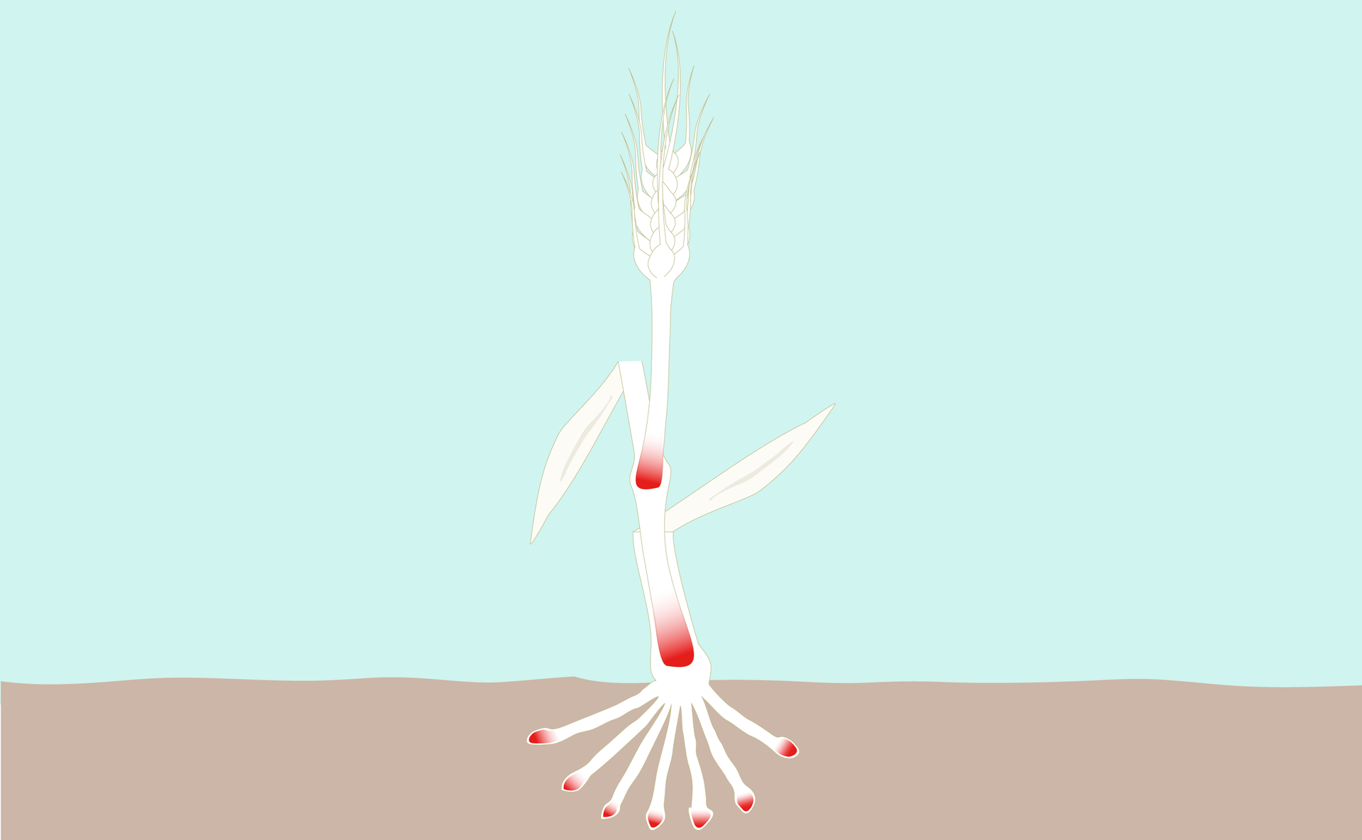 Ilustracja przedstawia położenie tkanki twórczej u traw. Zaznaczono ją na czerwono na szczytach licznych korzeni i u podstawy członów łodygi.