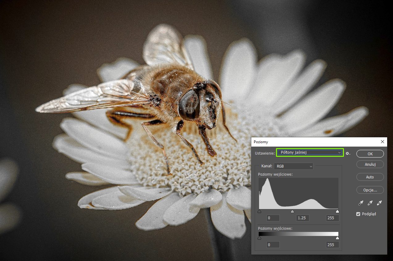 Zdjęcie przedstawia pszczołę siedzącą na białym kwiatku. W prawym dolnym rogu zdjęcia jest okno dialogowe o nazwie: Poziomy. W Ustawieniach wybrano: Półtony jaśniej. W Kanale jest RGB. W Poziomach wejściowych jest histogram. Po lewej stronie ma wartość 0, na środku 1.25, po prawej stronie 255. W Poziomach wyjściowych jest poziomy pasek z odcieniami szarości. Po lewej stronie jest czarny, następnie w prawo coraz jaśniejszy aż do koloru białego. 
