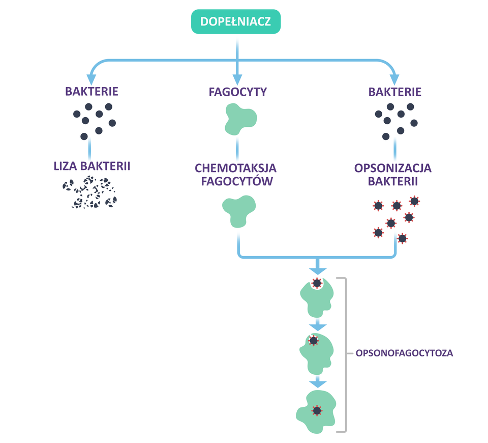 Ilustracja ukazuje układ dopełniacza. Od napisu: Dopełniacz trzy strzałki - w lewo do napisu bakterie, w dół do napisu fagocyty oraz w prawo do napisu: bakterie.  Bakterie zaznaczono jako kilka czarnych kropek, fagocyty jako zieloną plamę. Od bakterii znajdujących się po lewej stronie strzałka w dół do napisu: liza bakterii. Tu obrazek ciemnych drobnych plamek - bakterie uległy rozpadowi. Przy bakteriach po prawej stronie strzałka w dół do napisu: opsonizacja bakterii. Na obrazku są czarne kropki z czerwonymi wypustkami dookoła. Pod fagocytami strzałka w dół do napisu: chemotaksja fagocytów. Na obrazku jest zielona plama. Od chemotaksji fagocytów i opsonizacji bakterii strzałka do fagocytu, do którego wnika czarna kropka z czerwonymi wypustkami. Proces ten nazywa się opsonofagocytozą.    