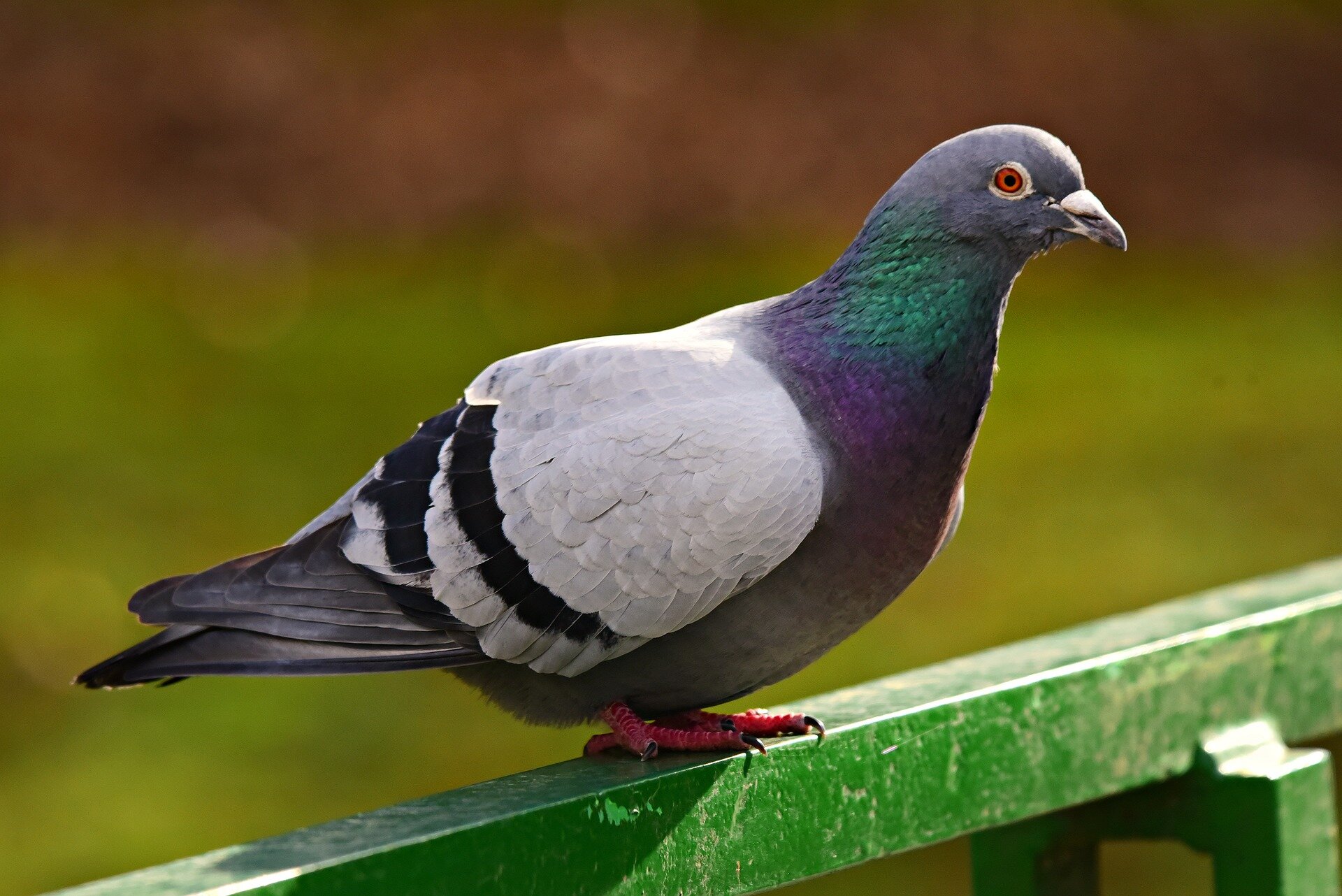 Kolorowa fotografia przedstawia gołębia siedzącego na ogrodzeniu.
