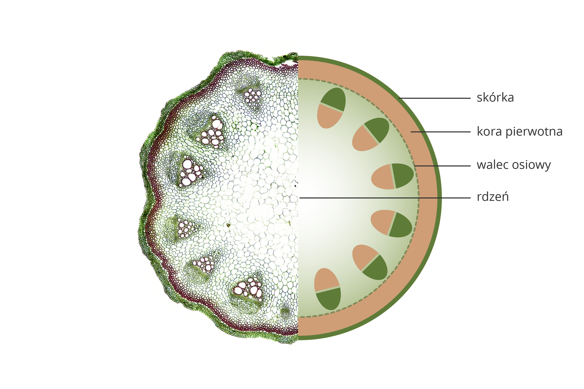 Ilustracja przedstawia rysunek schematyczny przekroju przez łodygę rośliny jednoliściennej. Tkanki oznaczono różnymi kolorami i podpisano.