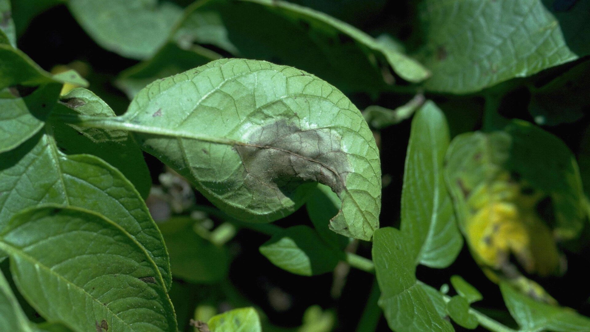Na zdjęciu zielony liść ziemniaka. W centralnej części liścia znajduje się ciemna plama. 