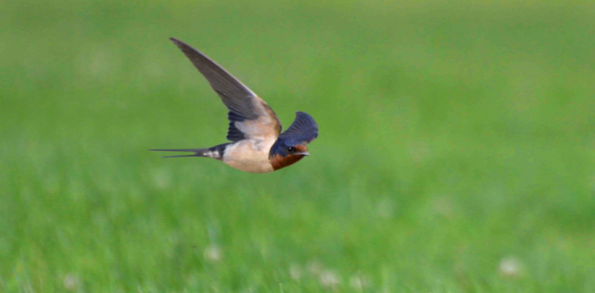 Fotografia przedstawia jaskółkę w locie nad trawą. Jaskółka ma rudawą głowę i różowy tułów. Jej skrzydła są czarne rozpostatre