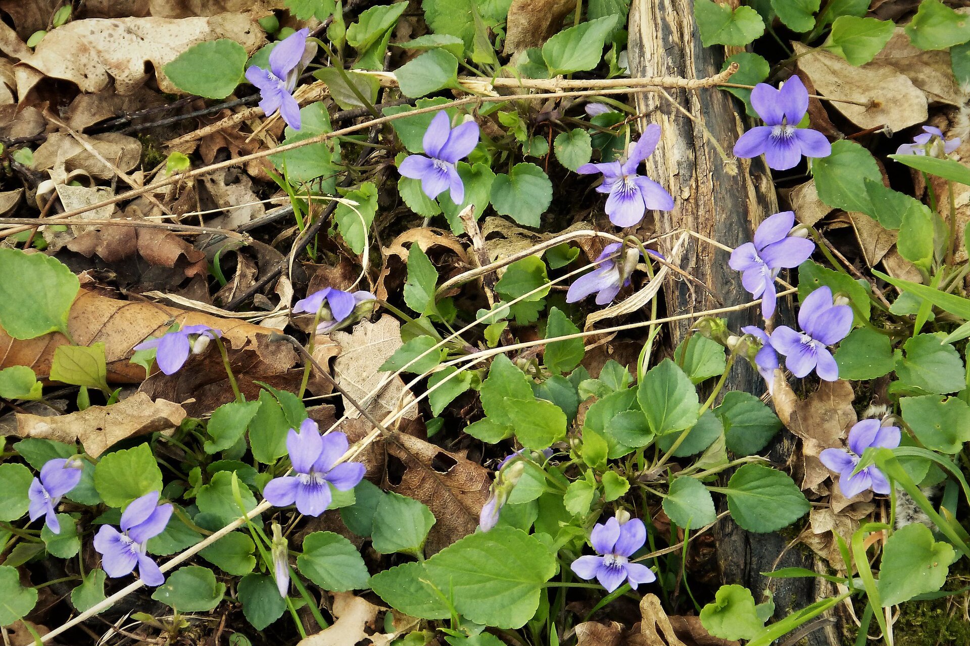 Na planszy widoczna jest brązowa ziemia, którą porastają drobne, zielone rośliny z łopatkowatymi liśćmi oraz kwiatami, o fioletowych, podłużnych płatkach, a także znajdują się tam, wyschnięte, brązowe liście i podłużna gałąź.