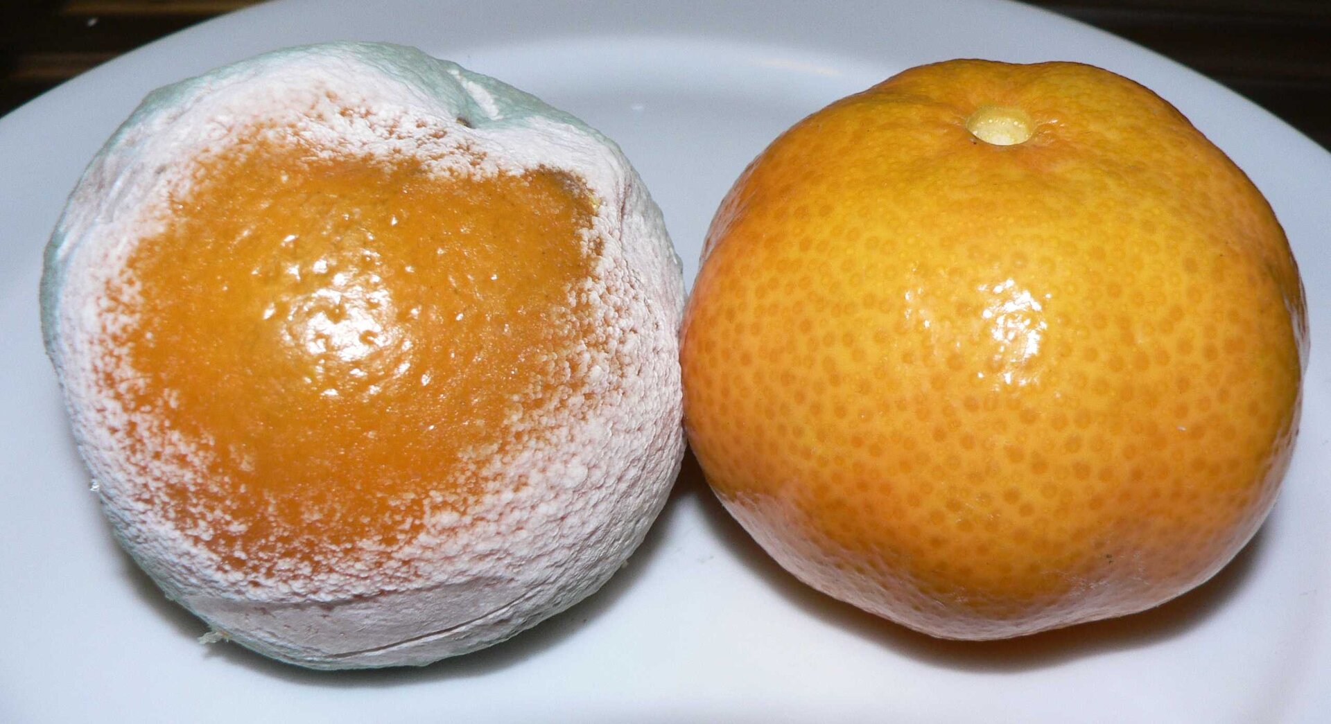 Pleśń (pędzlak) na mandarynkach