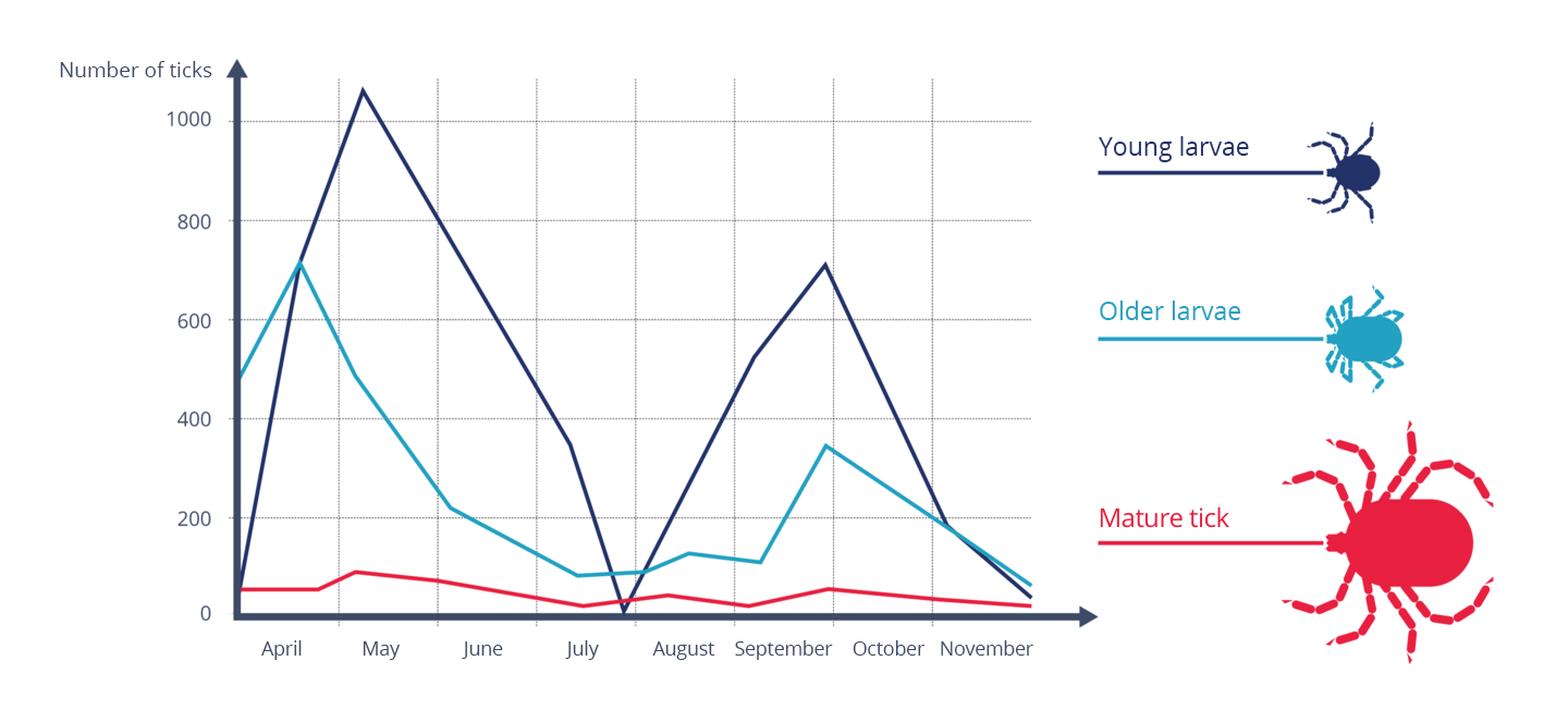 lustracja przedstawia z lewej wykres trzech linii, z prawej trzy kolorowe sylwetki kleszczy. Na wykresie skalę osi X podpisano nazwami miesięcy. Oś Y wyskalowana co dwieście przedstawia liczebność kleszczy w przedziale od zera do tysiąca. Kolor granatowy oznacza młodsze larwy. Największą liczebność mają w maju i na przełomie września i października. Najmniejszą, zerową w końcu lipca. Starsze larwy oznaczono błękitną barwą. Ich liczebność w ciągu roku jest niższa niż młodych larw i nie spada do zera, choć jest najmniejsza od czerwca do września. Mają dwa szczyty liczebności: w kwietniu i pod koniec września. Czerwony kolor oznacza osobnik dorosłe. Ich liczebność jest znacznie niższa niż larw i nie podlega dużym wahaniom w ciągu roku.