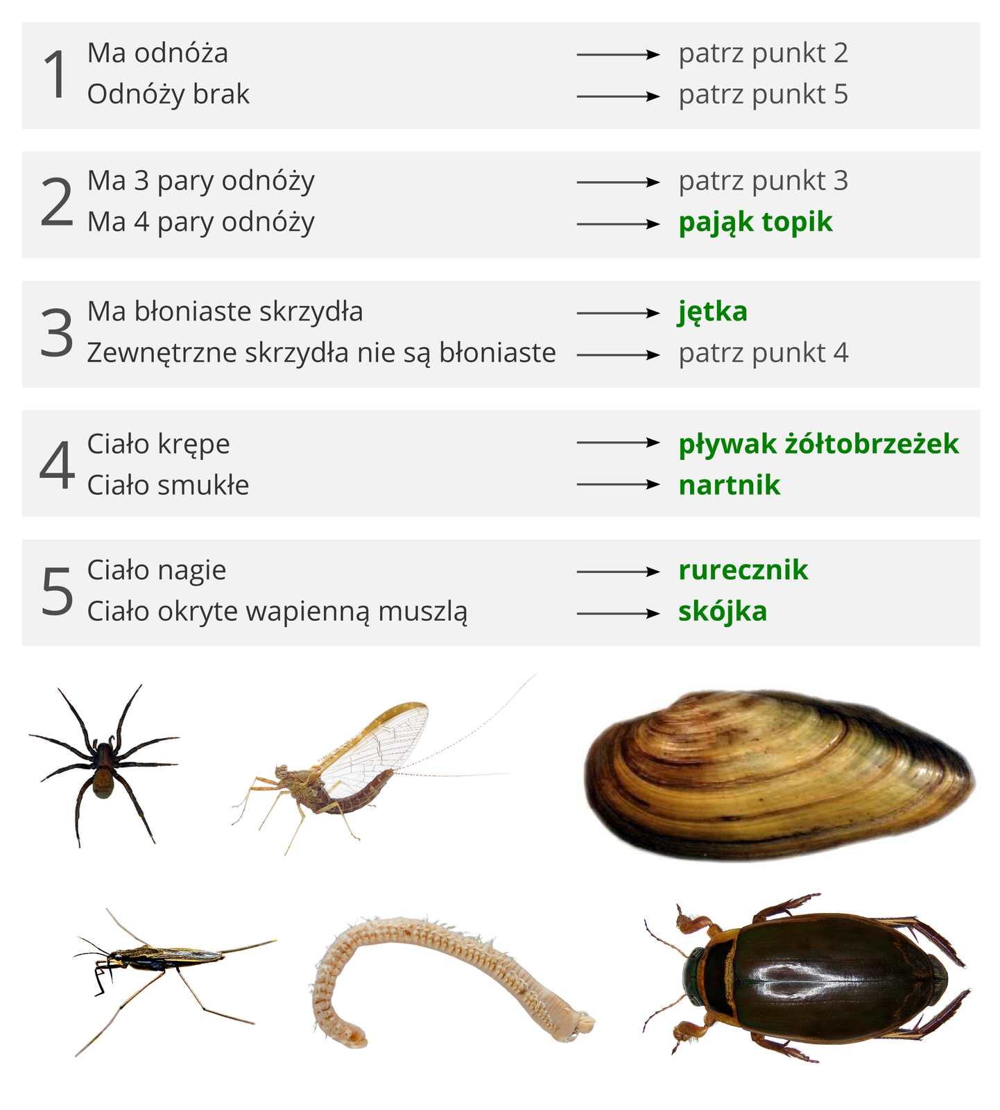 Ilustracja pokazująca sposób korzystania z klucza do oznaczania organizmów na przykładzie klucza do oznaczania organizmów wodnych. Pod kluczem widać sześć organizmów: pająka, owada z dużymi, błoniastymi skrzydłami, małżę, owada o długich odnóżach skierowanych na boki, różową pierścienicę, dużego chrząszcza. Punkt pierwszy klucza ma dwa zdania. Pierwsze to: Ma odnóża. Jeśli organizm ma odnóża, należy kierować się do punktu drugiego. Drugie zdanie to: brak odnóży. Jeśli organizm nie posiada odnóży, to należy kierować się do punktu piątego. Punkt drugi również ma dwa zdania. Pierwsze: Ma trzy pary odnóży. Jeśli organizm spełnia ten warunek, to trzeba przejść do punktu trzeciego. Drugie zdane to: Ma 4 pary odnóży. Jeśli organizm ma 4 pary odnóży, to będzie to pająk topik. Punkt trzeci składa się z dwóch zdań. Pierwsze to: Ma błoniaste skrzydła. Jeśli ten warunek jest spełniony, to jest to jętka. Drugie zdanie brzmi: Zewnętrzne skrzydła nie są błoniaste. Jeśli spełniony jest ten warunek, to należy przejść do punktu czwartego. W czwartym punkcie są dwa zdania. Pierwsze: ciało krępe. Jeśli organizm ma krępe ciało, to będzie to pływak żółtobrzeżek. Drugie zdanie to: ciało smukłe. Jeśli organizm ma ciało smukłe, to będzie to nartnik. Piąty punkt również składa się z dwóch zdań. Pierwsze brzmi: ciało nagie. Jeśli organizm spełnia ten warunek, to będzie to rurecznik. Drugie zdanie: ciało okryte wapienną muszlą. Jeśli organizm jest okryty taką muszlą, to będzie to skójka.