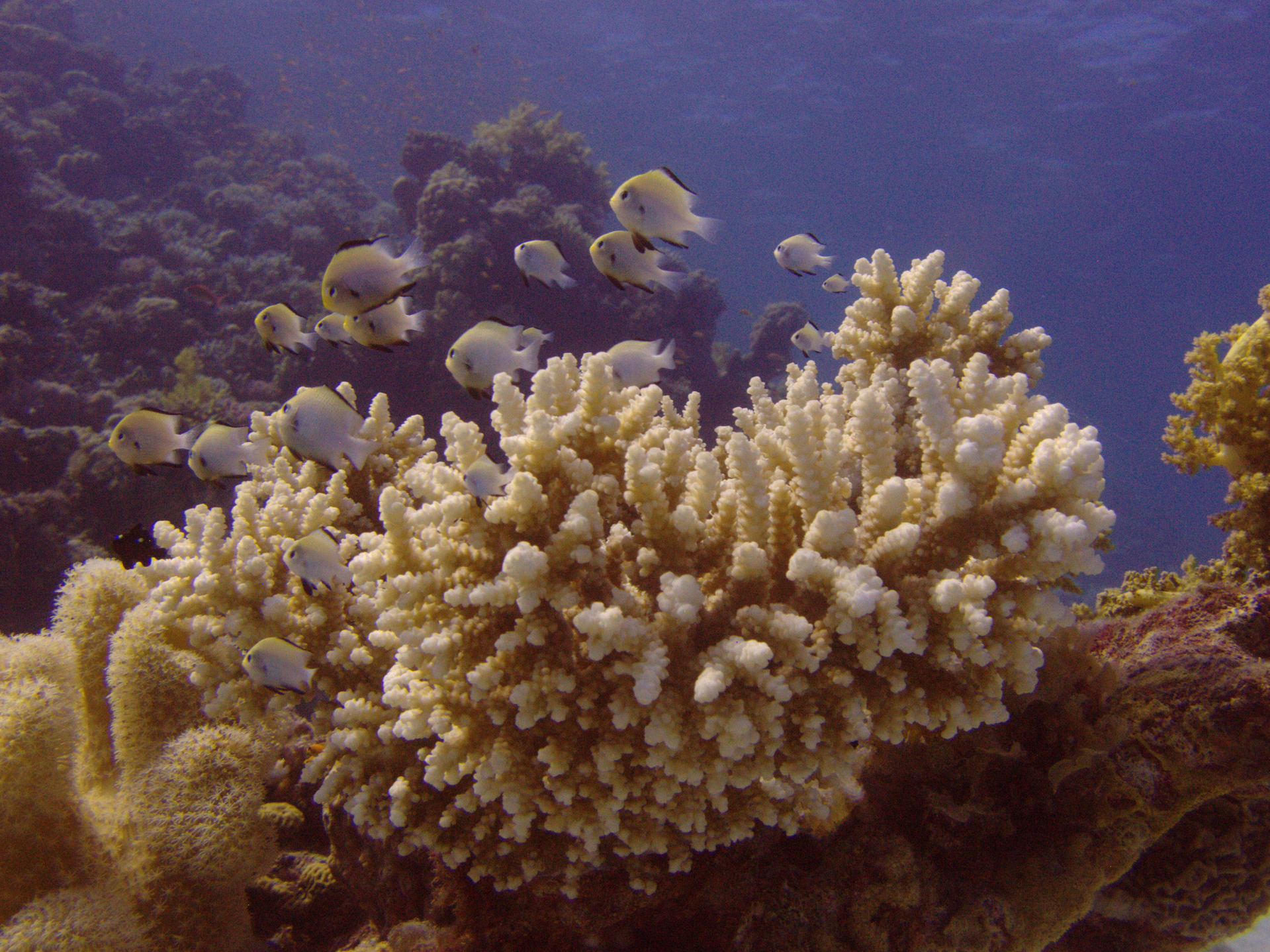W galerii znajdują się fotografie przedstawiające bogactwo życia na rafie koralowej. Fotografia przedstawia zbliżenie kolonii korala madreporowego w morzu. Jest beżowo – biały, mocno rozgałęziony. Obok znajdują się inne koralowce. Korale madreporowe tworzą rafę. Na nim pływa stadko białawych rybek z czarnymi płetwami.