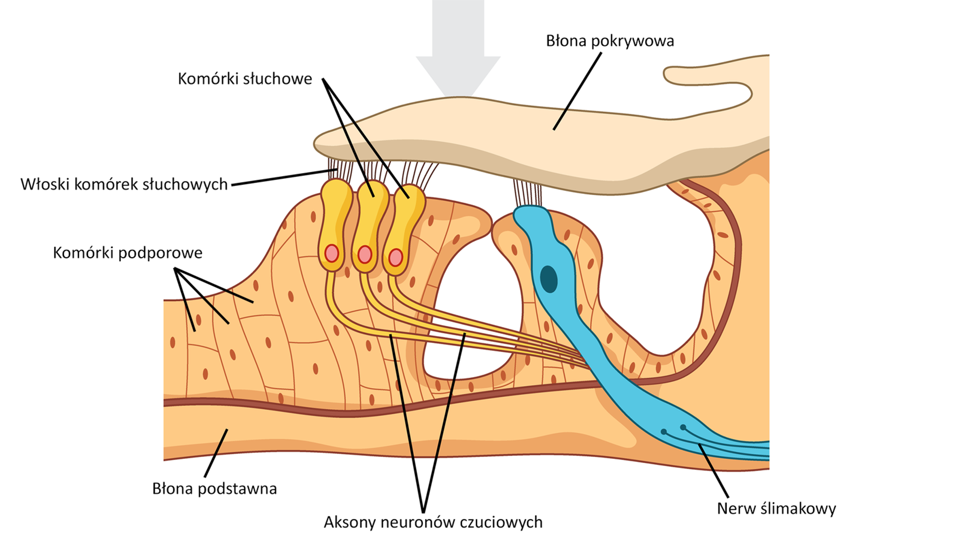Schemat budowy ucha wewnętrznego kręgowców. Od góry za pomocą strzałki ukazane jest miejsce dotarcia dźwięku do błony pokrywowej, płaskiego tworu w kolorze kremowym. Drgania są przekazywane za pomocą włosków do podłużnych komórek słuchowych oraz nerwu słuchowego. Komórki słuchowe również łączą się za pomocą aksonów nerwów czuciowych z nerwem słuchowym. Nerw słuchowy wnika w ostatnią, położoną najniżej na schemacie warstwę – błonę podstawną.    