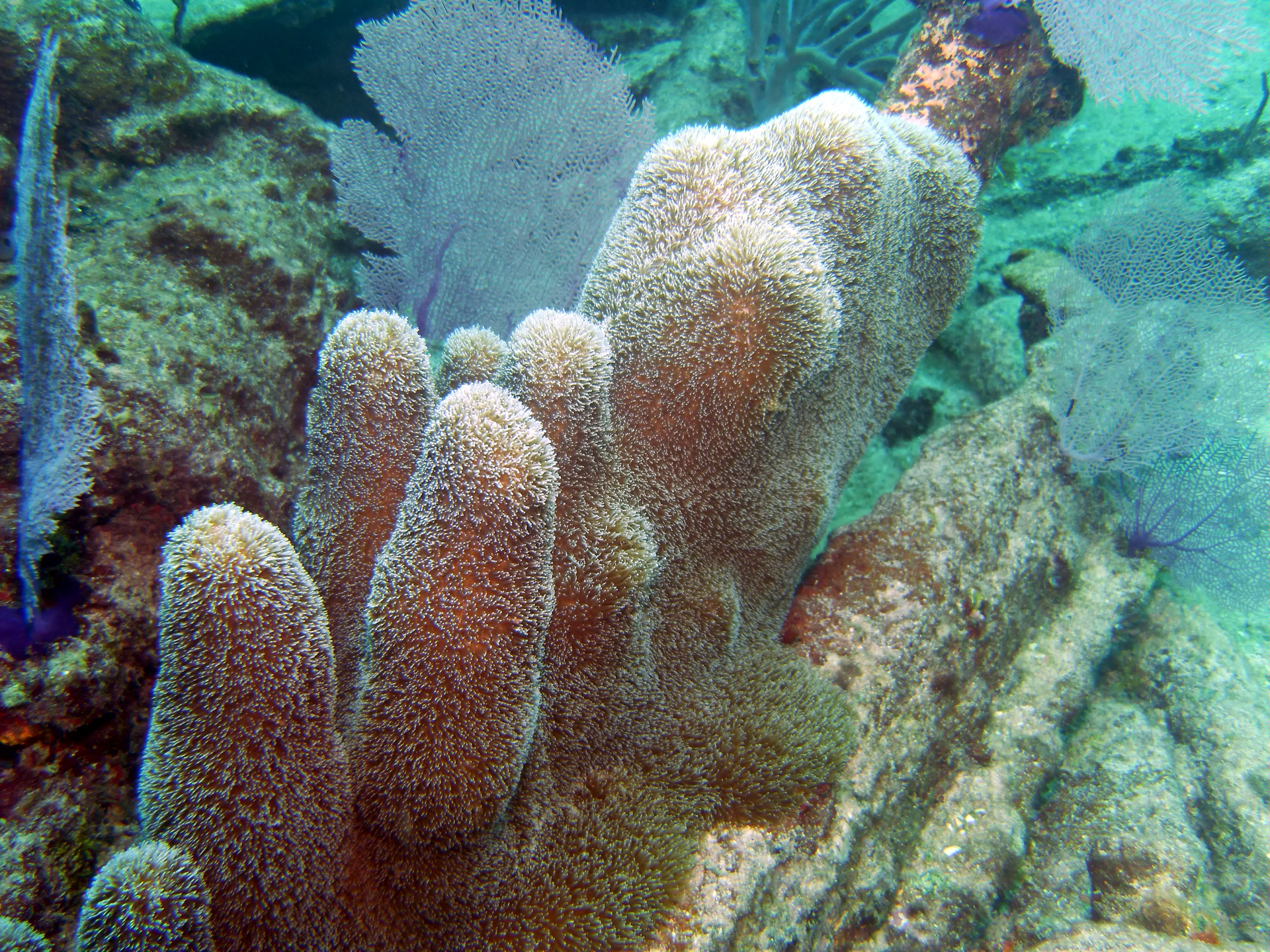 W galerii znajdują się fotografie przedstawiające bogactwo życia na rafie koralowej. Fotografia przedstawia duże zbliżenie korala madreporowego w kształcie różowych walców z wysuniętymi, białymi ramionami. Oznacza to, że jamochłon żeruje. Obok znajdują się koralowce w kształcie ażurowych wachlarzy.