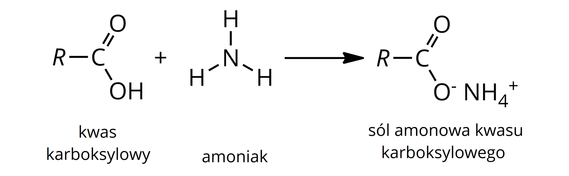 Ilustracja przedstawia schemat reakcji: kwas karboksylowy: do atomu węgla przyłączona grupa R wiązaniem pojedynczym, atom tlenu wiązaniem podwójnym i grupa hydroksylowa OH pojedynczym, dodać cząsteczka amoniaku N H indeks dolny trzy, strzałka w prawo: sól amonowa kwasu karboksylowego. Do atomu węgla przyłączona grupa R, poprzez wiązanie podwójne tlen oraz poprzez wiązanie pojedyncze grupa O indeks górny minus N H indeks dolny cztery indeks górny plus.