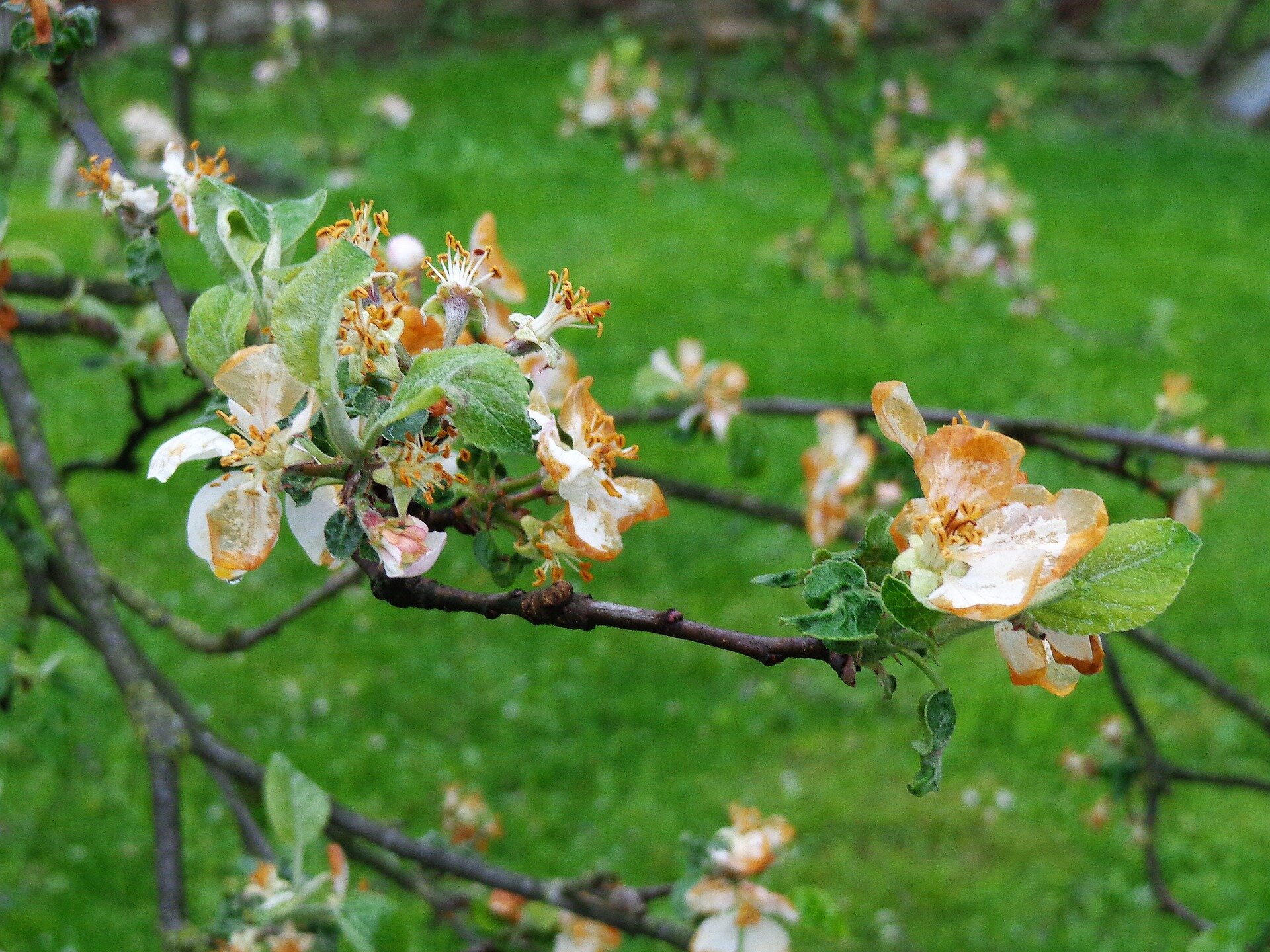 Fotografia przedstawiająca zbliżenie na gałązkę kwitnącej jabłoni. Jej kwiaty są lekko zwiędnięte, w kolorze biało‑pomarańczowym na skutek działania mrozu.