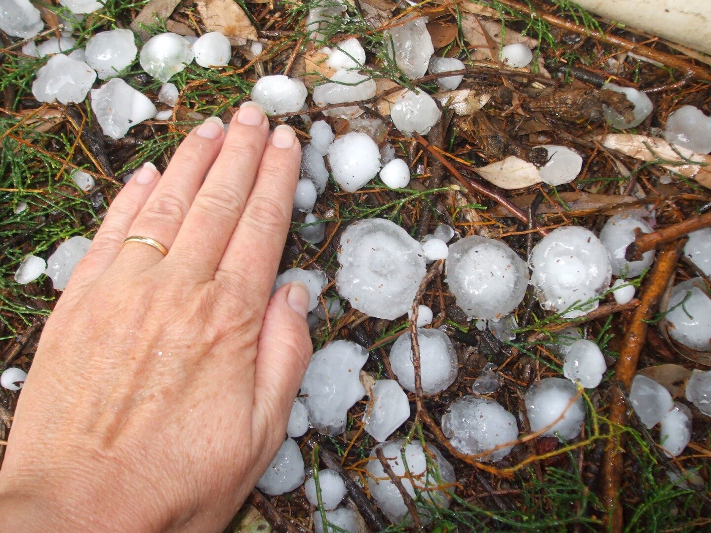 Zdjęcie przedstawia opad gradu. Grad ma postać kulistych brył i leży na ziemi wśród gałązek. Krawędź brył jest nierówna. Dla porównania na zdjęciu ukazano dłoń człowieka obok brył gradu. Niektóre bryły są tak duże jak śliwki lub morele, inne są małe jak czereśnie czy jagody