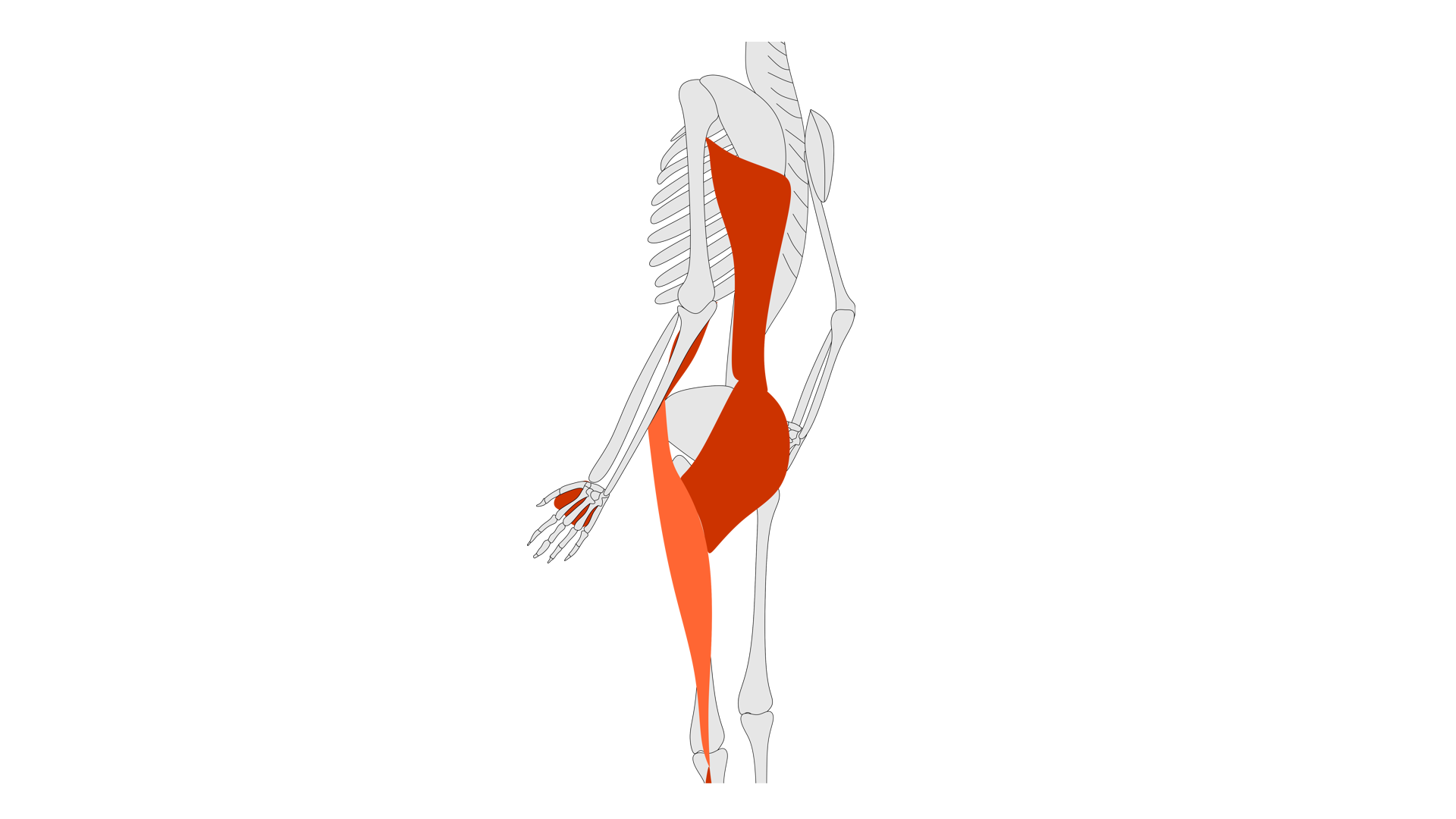 Rycina pod tytułem: Mięśnie: najszerszy grzbietu, mięśnie przedramienia i ręki, pośladkowy wielki i pasmo biodrowo‑piszczelowe. Graficzne przedstawienie szkieletu człowieka z boku. Na schemacie zostały zaznaczone: mięsień najszerszy grzbietu w dolnej, tylnej części tułowia, mięśnie przedramienia i ręki, mięsień pośladkowy wielki w tylnej części miednicy oraz pasmo biodrowo‑piszczelowe po bocznej stronie kończyny dolnej.