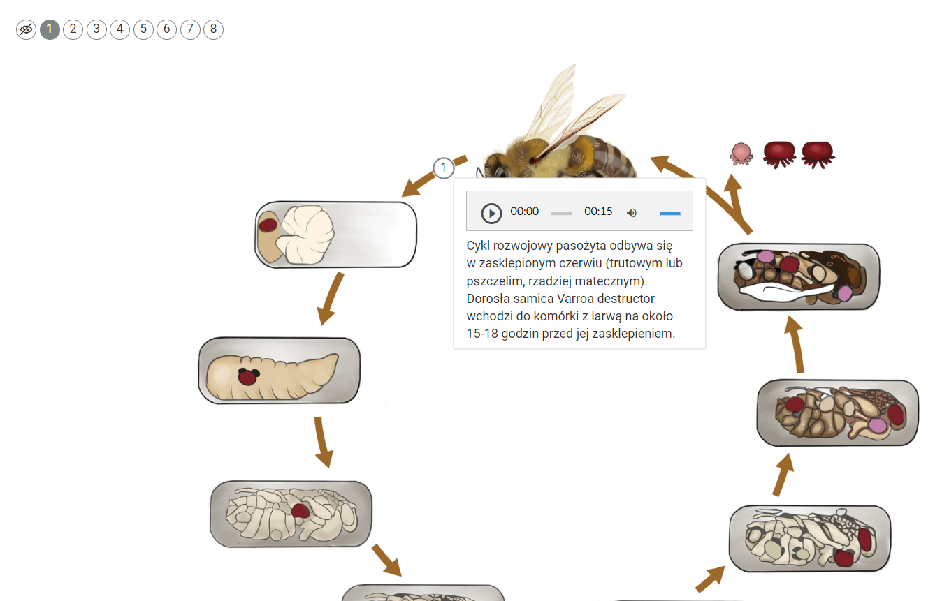 Grafika przestawia cykl rozwoju Varroa destructor. Widoczny jest zamknięty cykl, który składa się z ośmiu punktów. Każdy punkt jest ponumerowany, zawiera ilustrację oraz treść. Został wybrany punkt numer jeden.