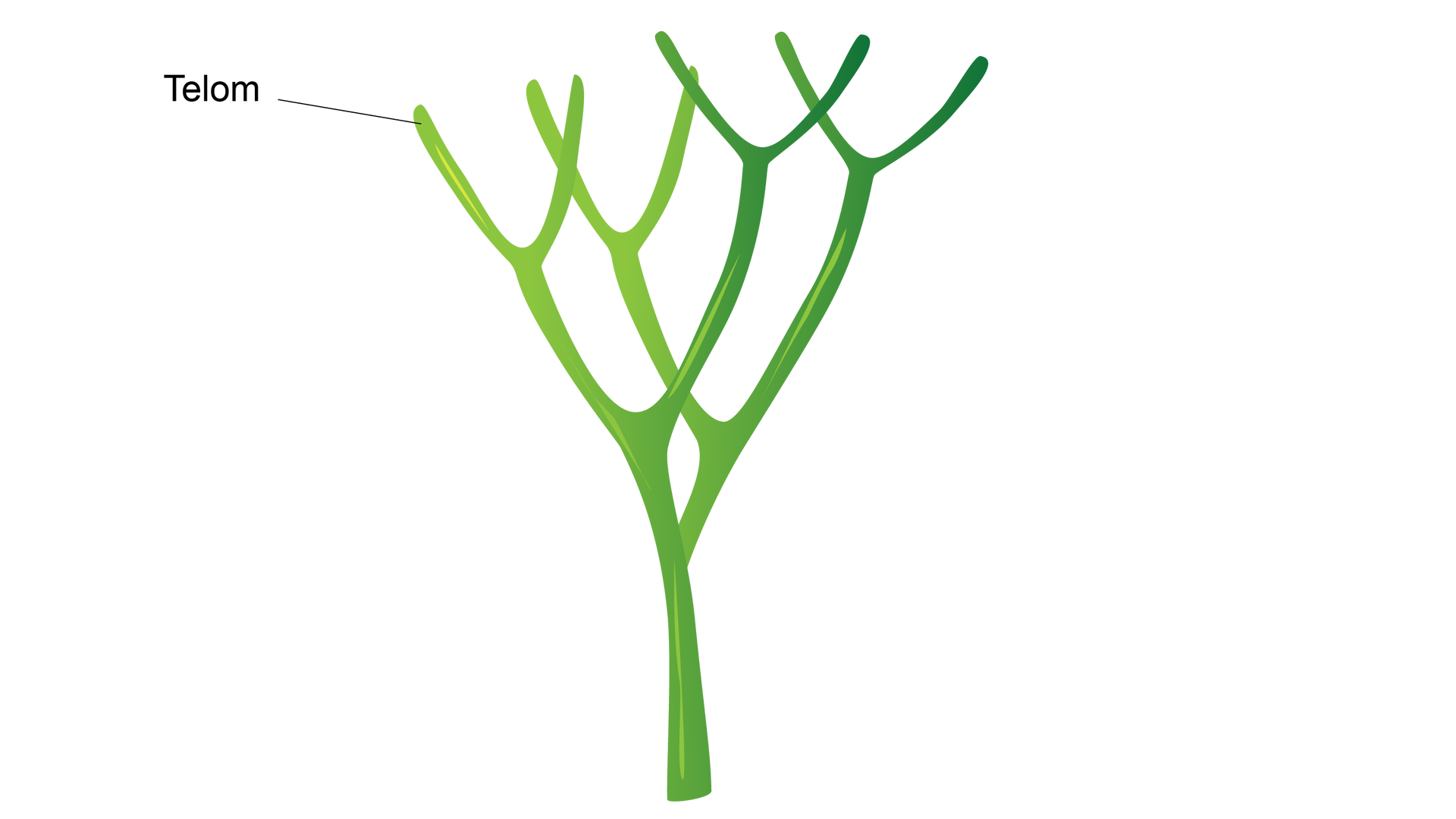 Rysunek przedstawia rozwidlony pęd. Pojedynczy pęd w górnej części rośliny oznaczony jest jako telom.