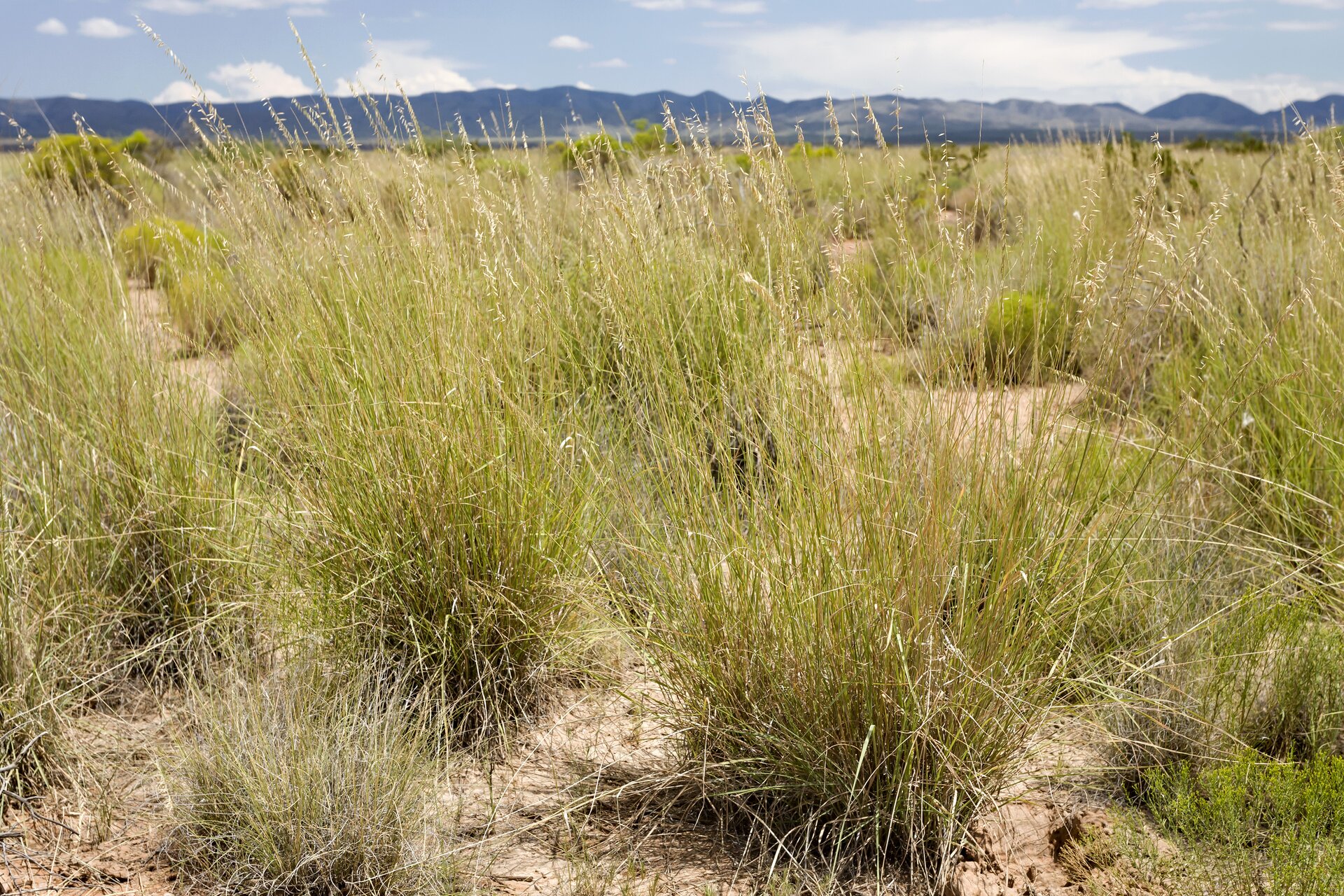 Na zdjęciu kępy wysokiej trawy w oddali teren górzysty.