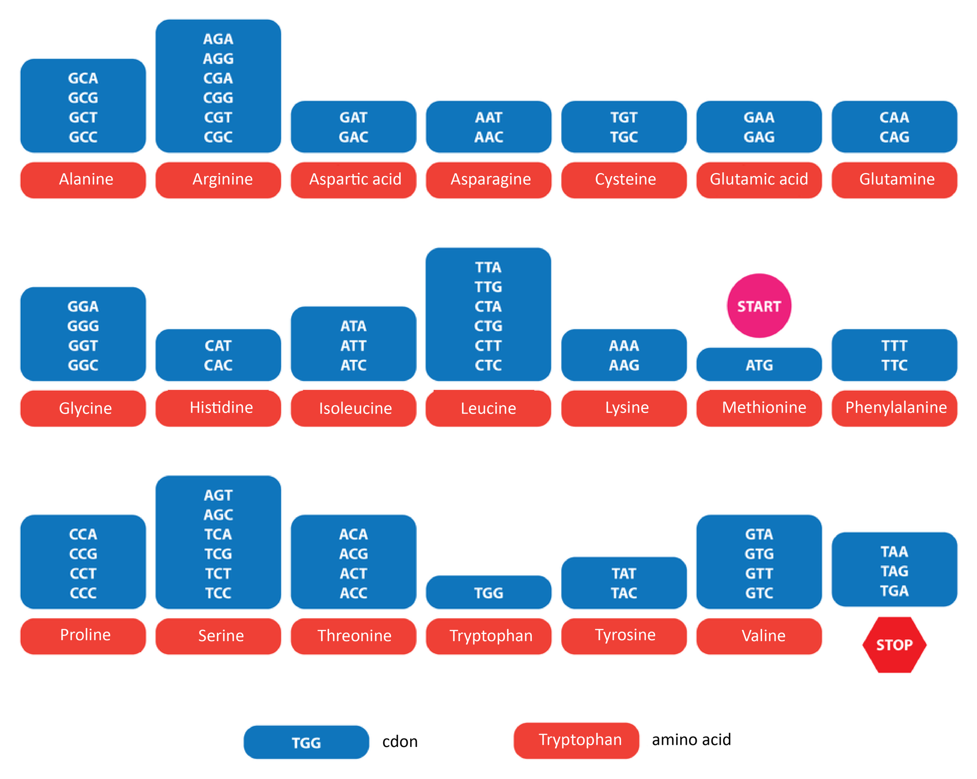Ilustracja przestawia na niebieskim tle skład kodonów, na czerwonym aminokwas, który one kodują. Na przykład asparagina kodowana jest przez dwa kodony AAT i AAC. Tryptofan ma tylko jeden kodon TGG. Treonina kodowana jest przez 4 kodony: ACA, ACG, ACT, ACC. Metionina kodowana jest przez ATG, dodatkowo ten kodon pełni rolę sygnału START. Rolę sygnału STOP pełnią 3 kodony: TAA, TAG, TGA. Na ilustracji są podpisy: Alanine; 
Arginine; 
Aspartic acid; 
Asparagine; 
Cysteine; 
Glutamic acid; 
Glutamine; 
Glycine; 
Histidine; 
lsoleucine; 
Leucine; 
Lysine; 
Methionine; 
Phenylalanine; 
 Proline; 
Serine; 
Threonine; 
Tryptophan; 
Tyrosine; 
Valine; 
Tryptophan;
amino acid; 
TGG;
codon