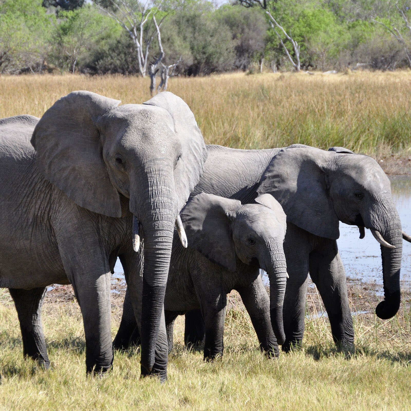 Zdjęcie przedstawia dwa dorosłe słonie i słoniątko pomiędzy nimi. W tle widzimy akwen wodny na sawannie.