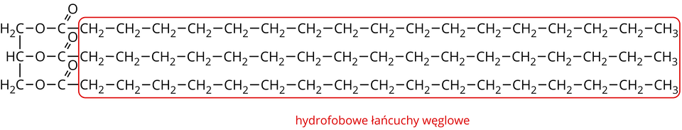 Na ilustracji ukazano budowę cząsteczki tłuszczu. Wzór zbudowany jest z grup H indeks dolny, dwa, koniec indeksu dolnego, C, H C i H indeks dolny, dwa, koniec indeksu dolnego, C połączonych wiązaniami pojedynczymi. Od każdej z nich odchodzi wiązanie pojedyncze do atomów tlenu O, od których odchodzi wiązanie pojedyncze do atomów węgla C, od których odchodzą po dwa wiązania: podwójne na ukos w górę do atomu tlenu O i w prawo do grup C H indeks dolny, dwa, koniec indeksu dolnego, od których odchodzi jeszcze po piętnaście grup C H indeks dolny, dwa, koniec indeksu dolnego. Od ostatniej z nich odchodzi wiązanie pojedyncze w prawo do grupy C H indeks dolny, trzy, koniec indeksu dolnego. Wszystkie grupy C H indeks dolny, dwa, koniec indeksu dolnego i C H indeks dolny, trzy, koniec indeksu dolnego oznaczono ramką w kolorze czerwonym. Pod ramką znajduje się podpis: hydrofobowe łańcuchy węglowe.
