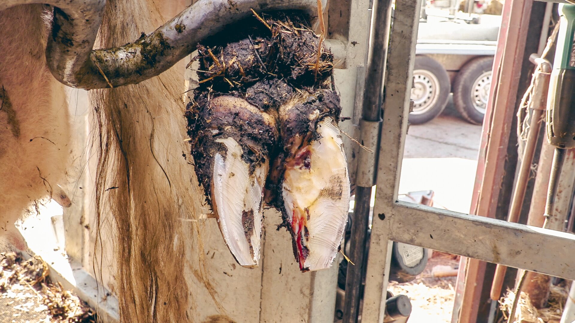 Zdjęcie przedstawia zbliżenie na podniesioną racicę krowy po korekcji. Jest ona unieruchomiona przez metalowe elementy konstrukcyjne klatki poskromowej. Racica jest podniesiona w taki sposób, aby umożliwić dostęp do jej spodu. Z racicy usunięto luźny róg, wyrównano grubości wierzchołków oraz dokonano jej ogólnego modelowania. Z niektórych miejsc sączy się krew.  