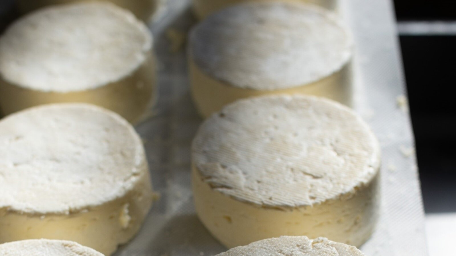 Zdjęcie przedstawia niewielkie koła sera dojrzewającego, które są ułożone w dwóch rzędach na blacie.